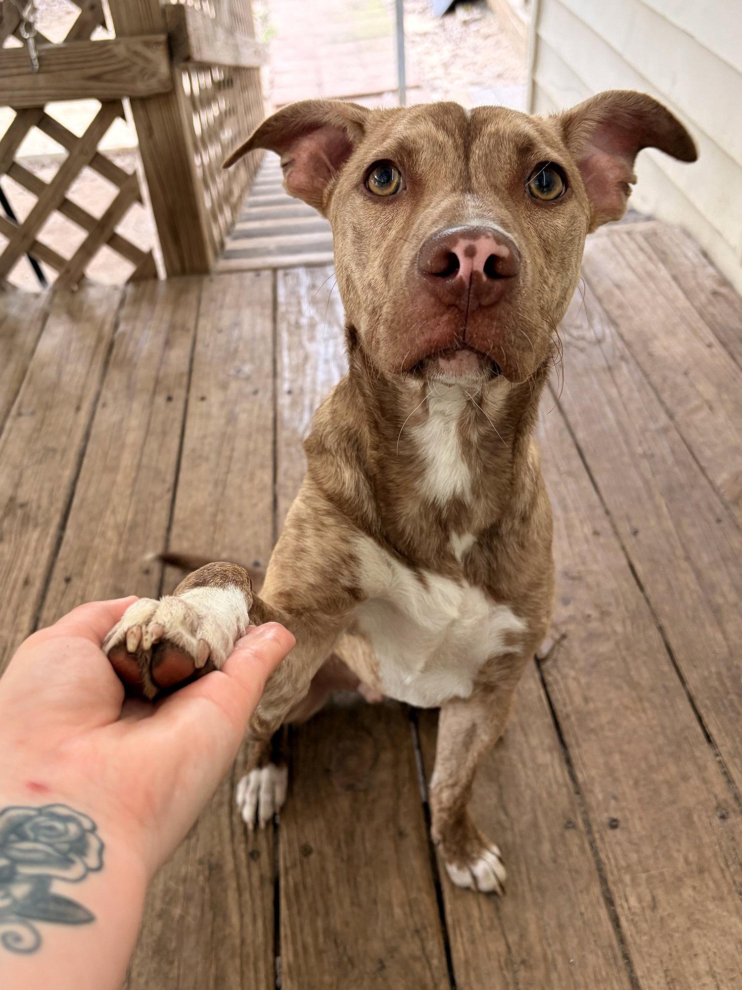 Enlarge Tillman, a Adoptable Pit Bull Terrier in Eastman, GA image 2/2