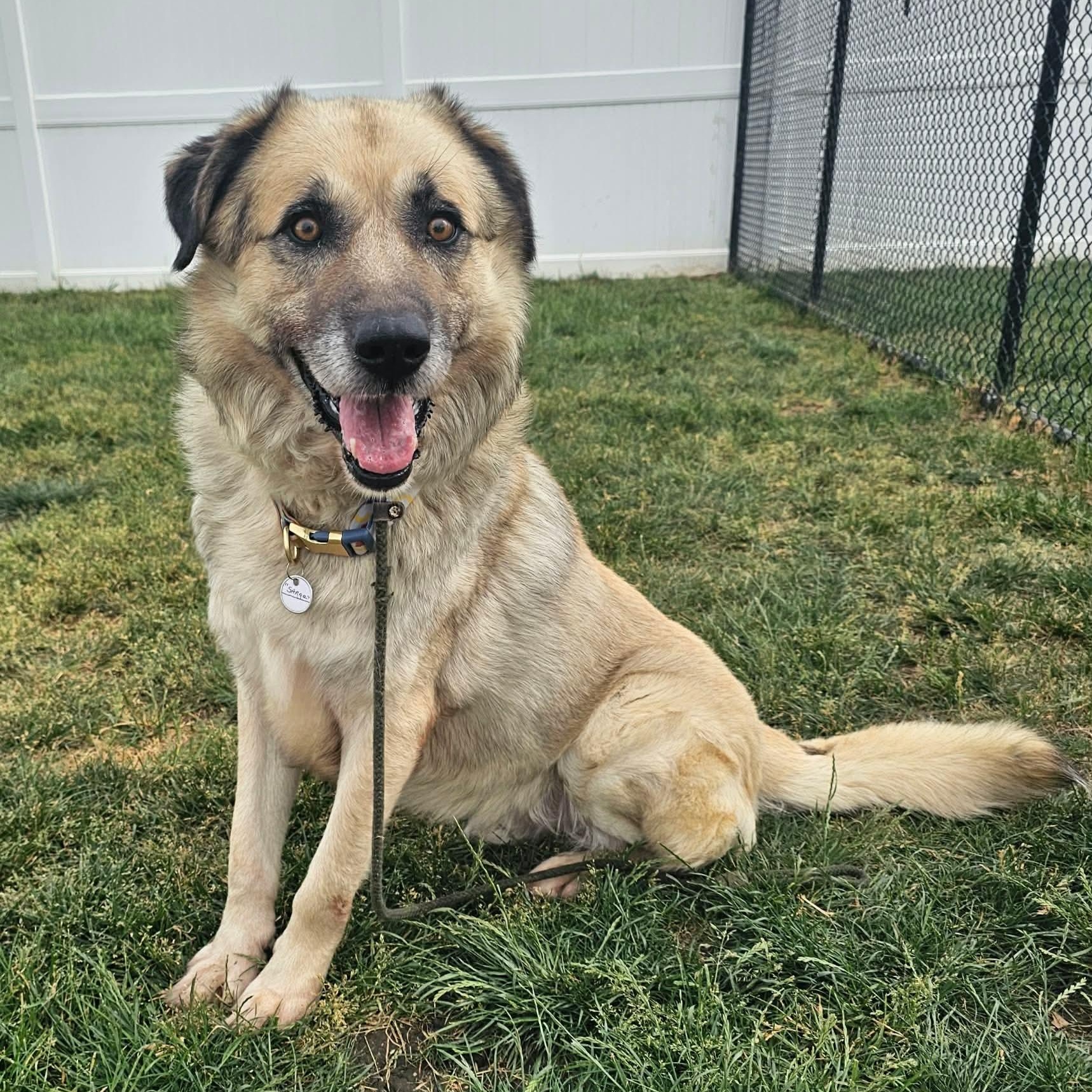 Enlarge Sarge, a ADOPTABLE Great Pyrenees in Minooka, IL image 2/3