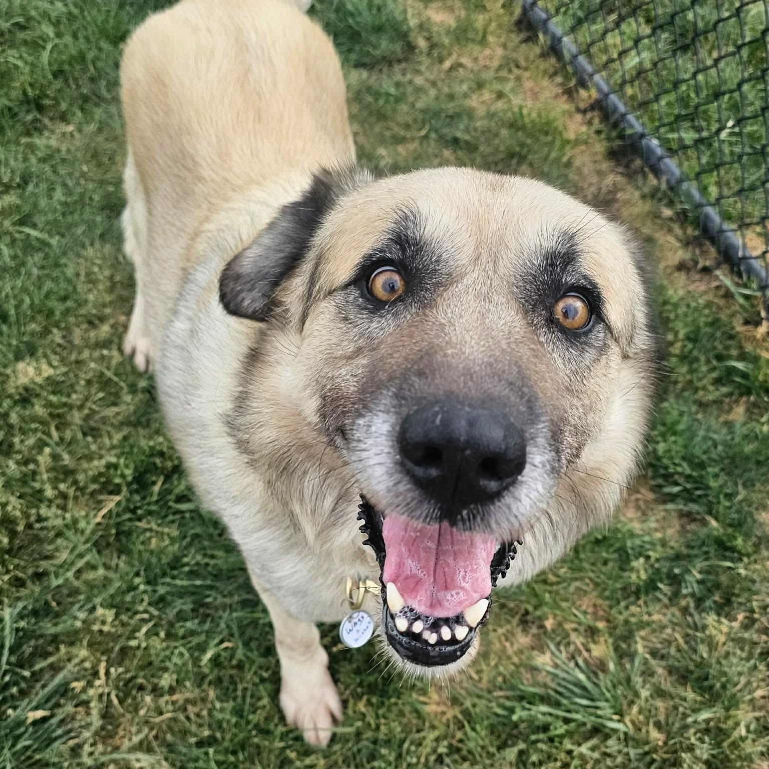 Sarge, ADOPTABLE, Senior Male Great Pyrenees.