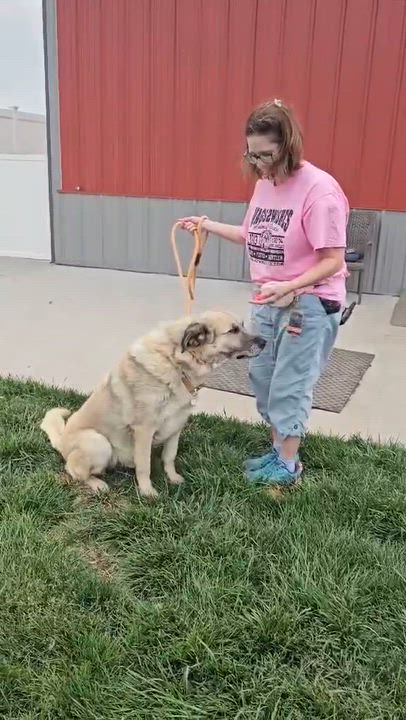 Enlarge Sarge, a ADOPTABLE Great Pyrenees in Minooka, IL video 3/3