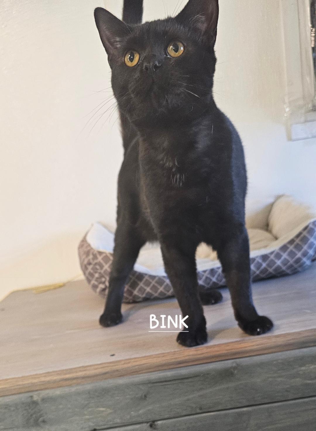 Binx, Adoptable, Young Male Domestic Short Hair.