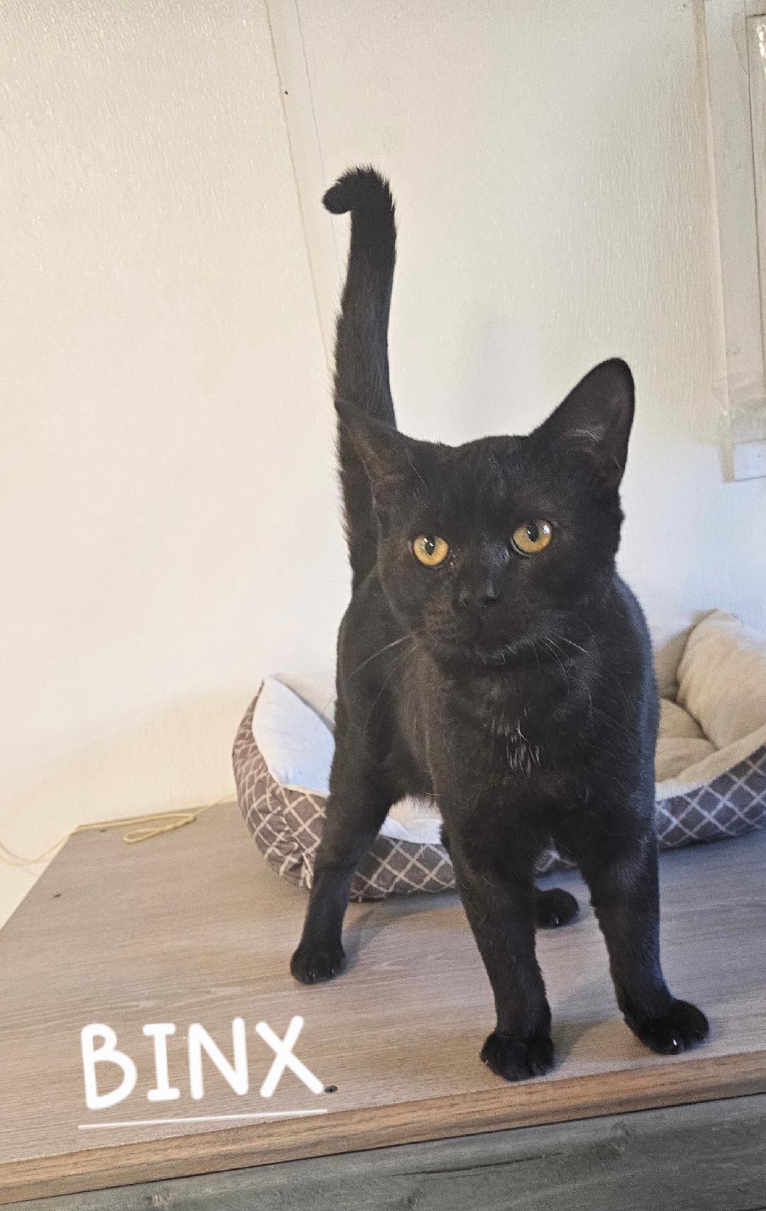 Binx — thumbnail 2