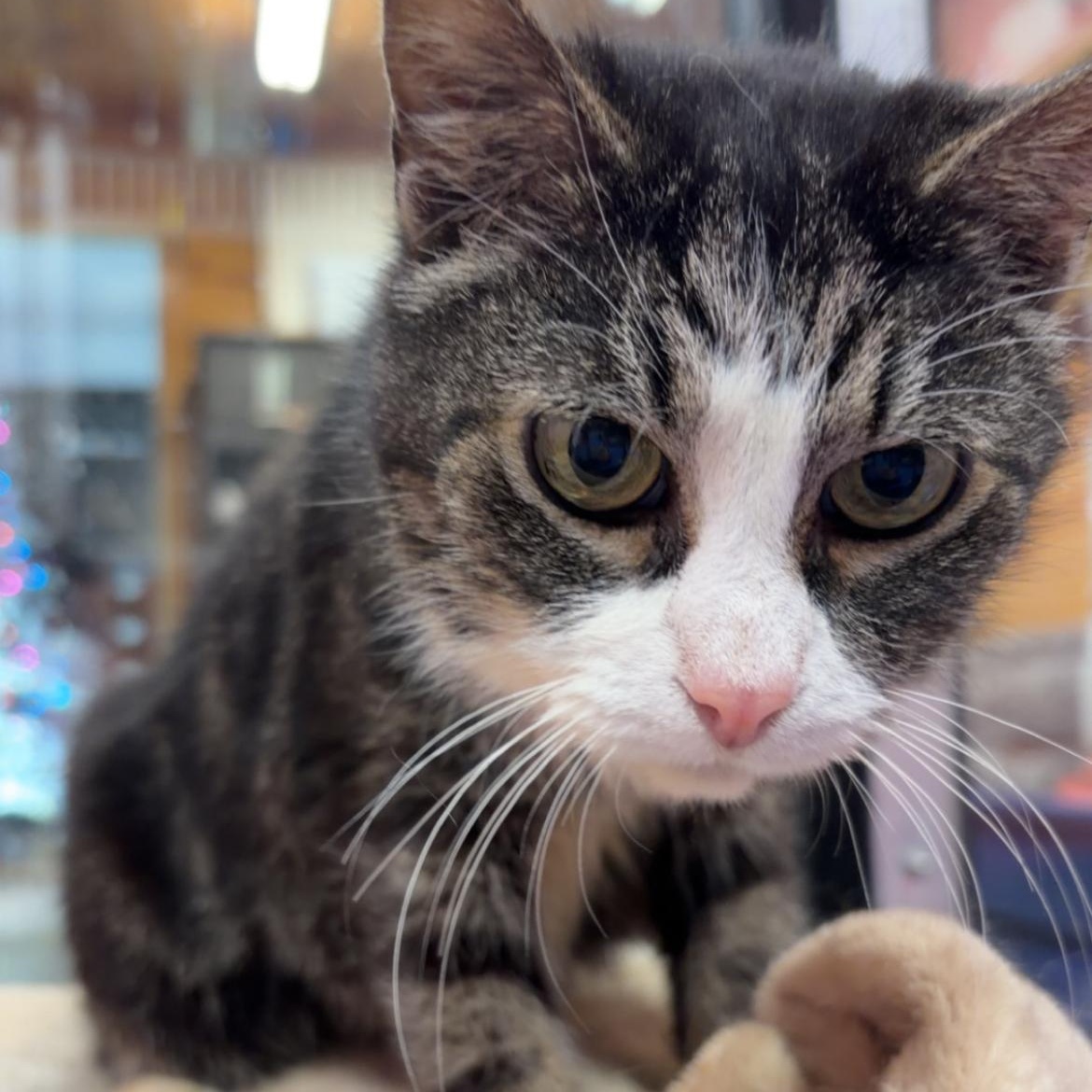 Pesto, ADOPTABLE, Adult Female Domestic Medium Hair.