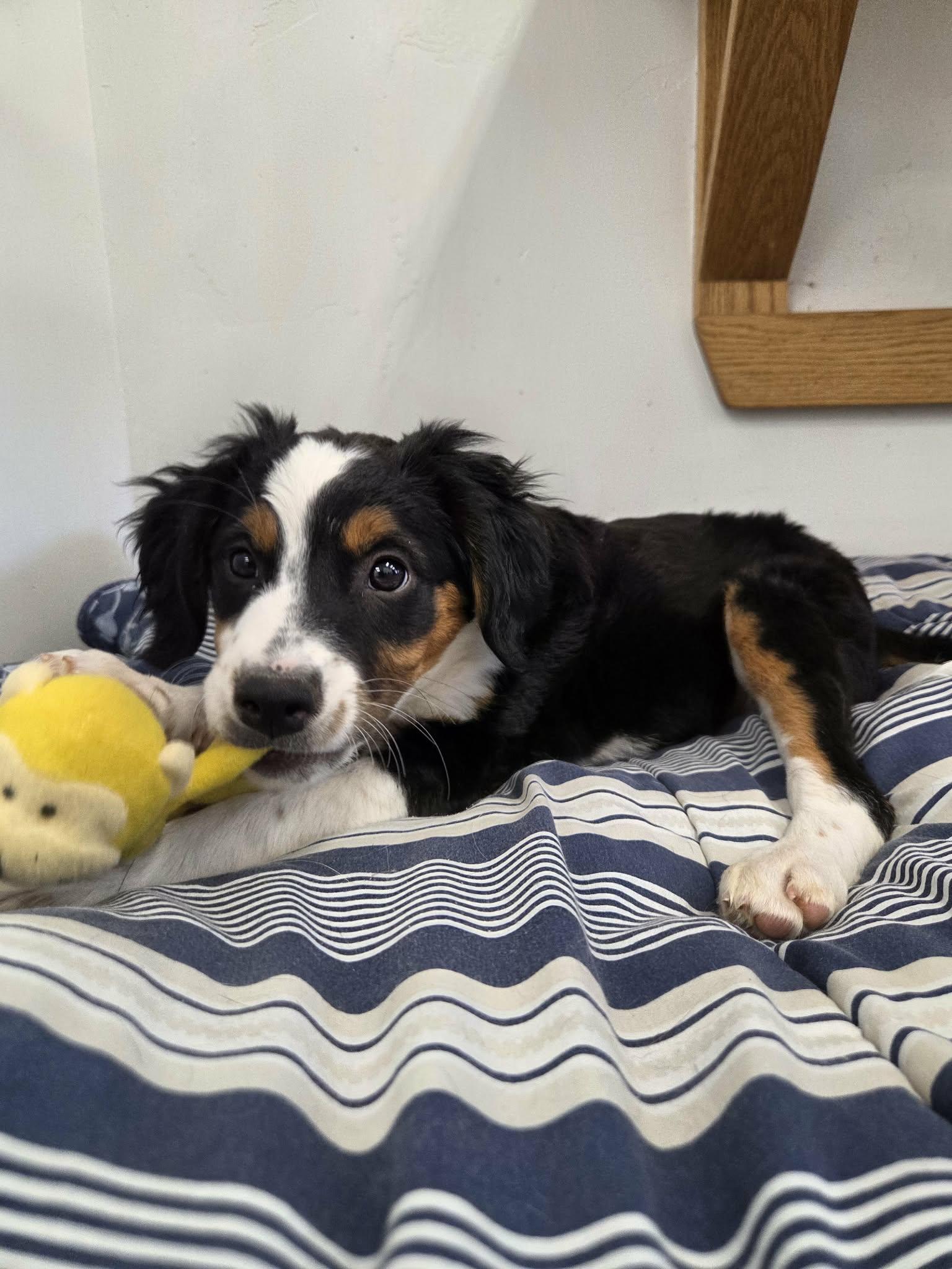Enlarge Curly, a Adopted Mixed Breed in Roosevelt, UT image 1/4