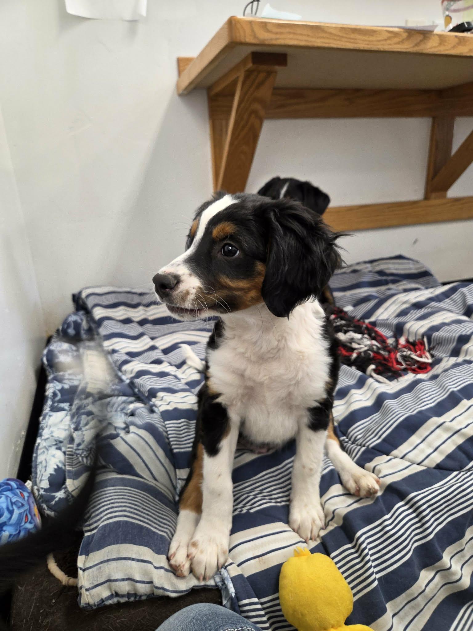 Enlarge Curly, a Adopted Mixed Breed in Roosevelt, UT image 2/4