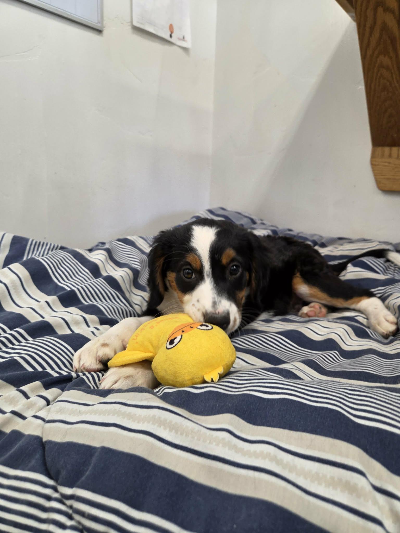 Enlarge Curly, a Adopted Mixed Breed in Roosevelt, UT image 3/4