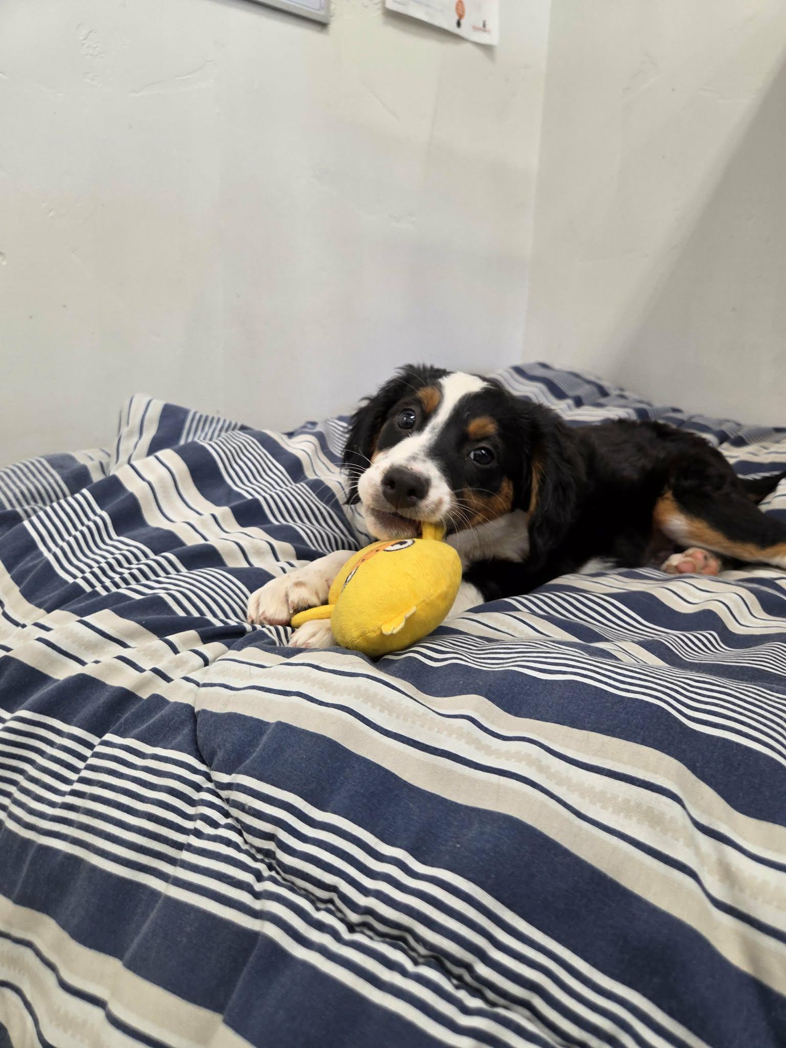 Enlarge Curly, a Adopted Mixed Breed in Roosevelt, UT image 4/4