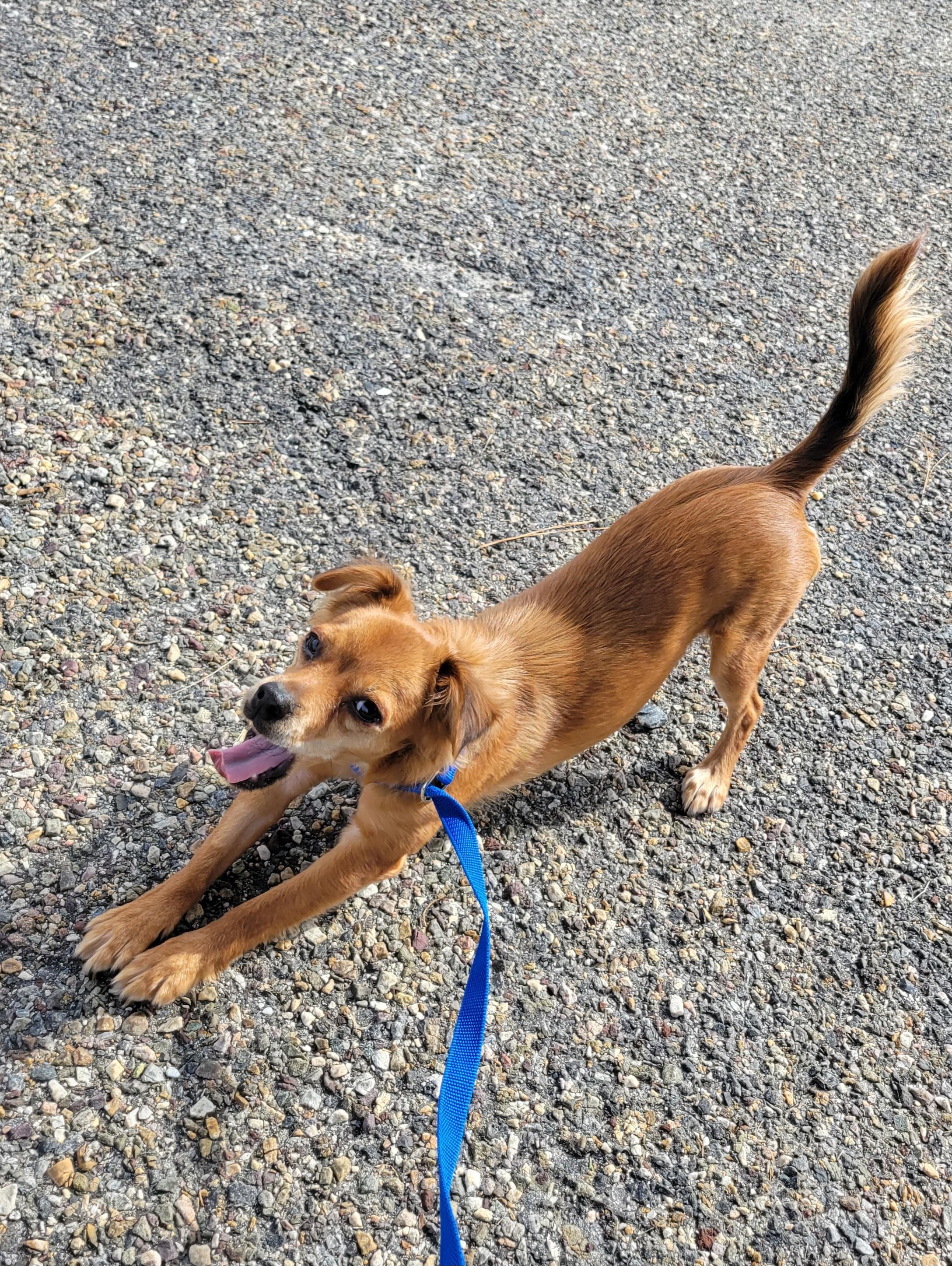 Uno, Adopted, Young Male Chihuahua.
