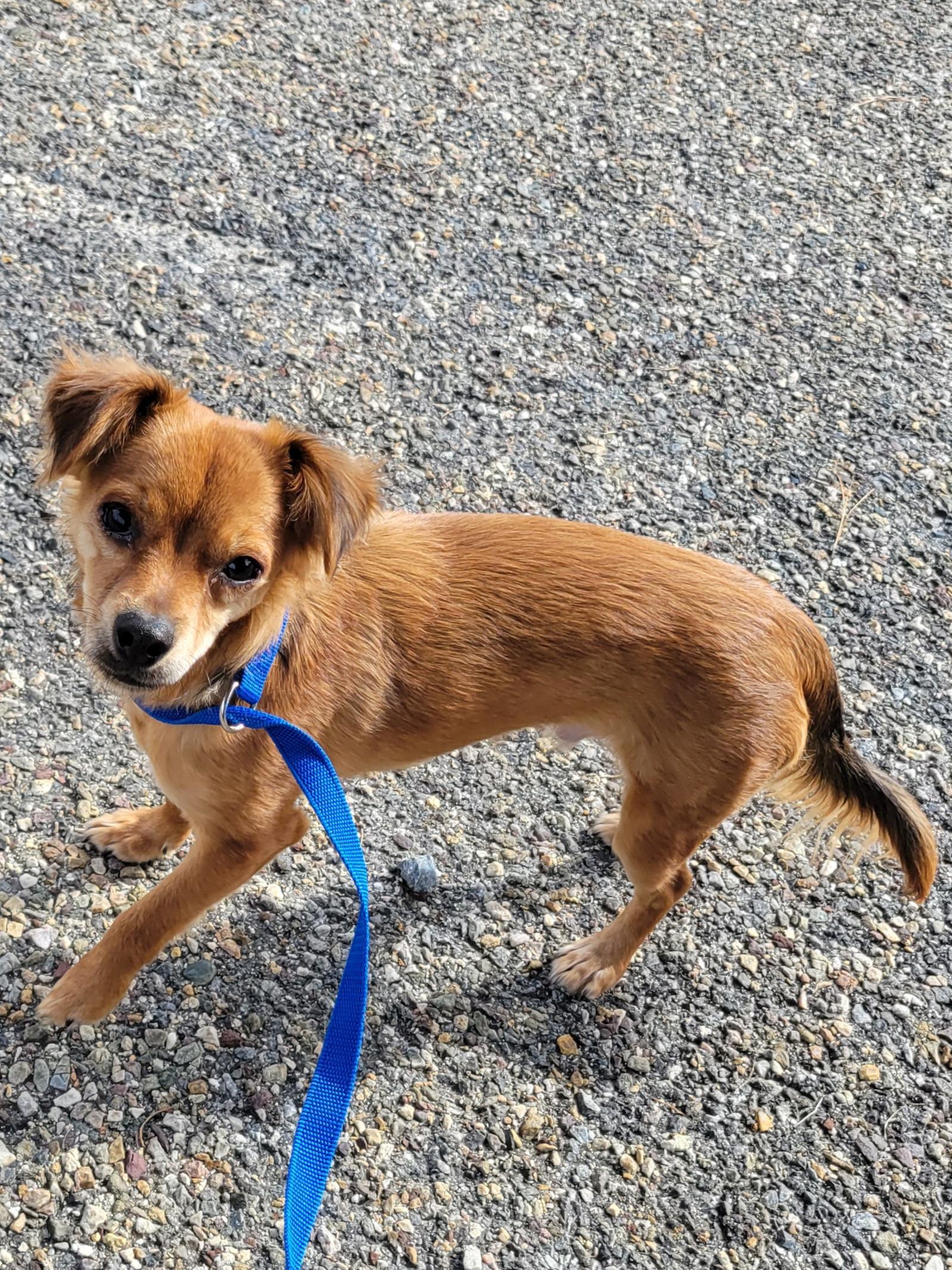 Enlarge Uno, a Adopted mixed breed in Cambridge, MD image 2/2