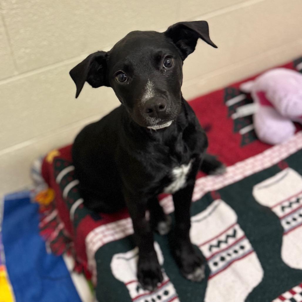 Enlarge Chickpea, a Adoptable Mixed Breed in Hendersonville, NC image 1/3