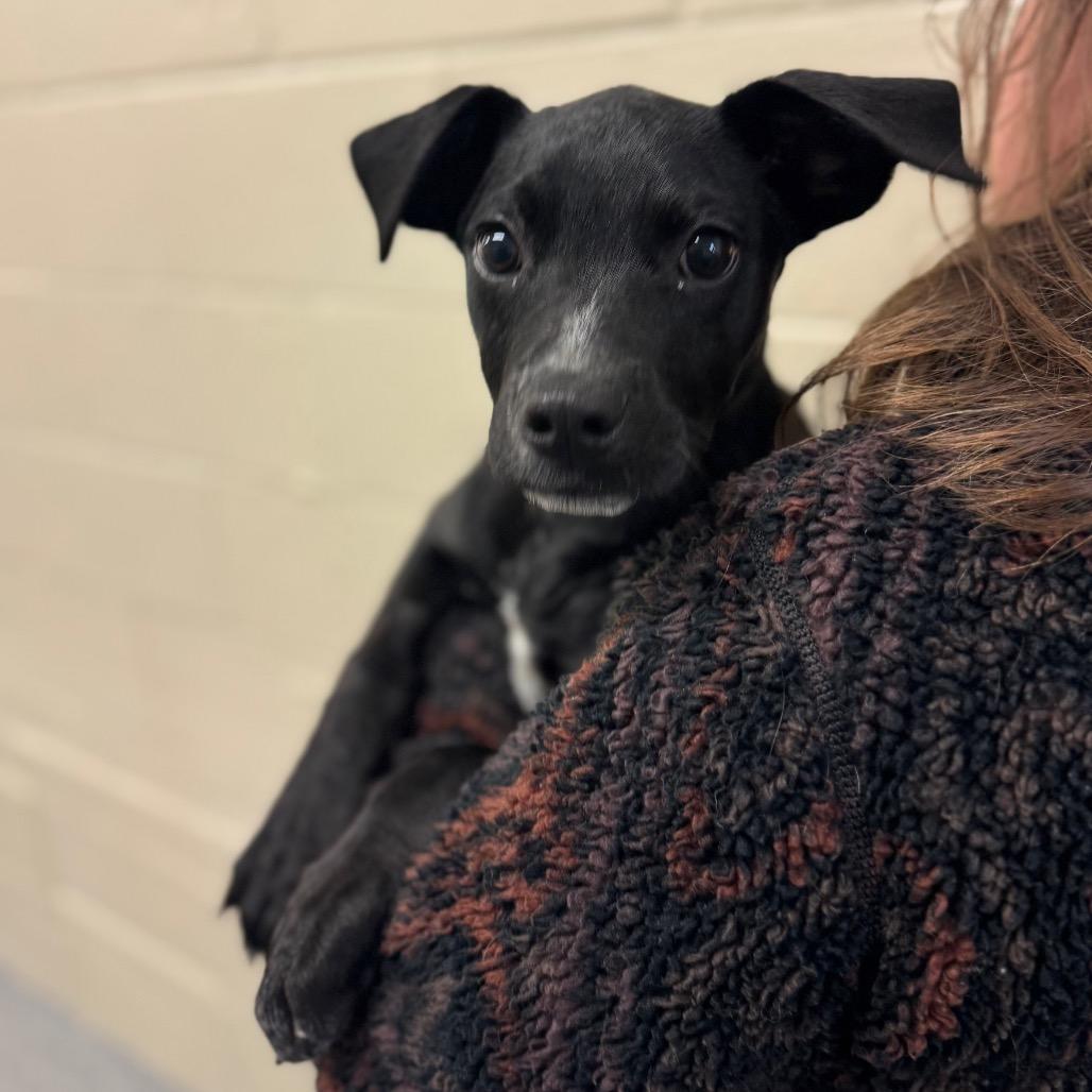 Enlarge Chickpea, a Adoptable Mixed Breed in Hendersonville, NC image 2/3