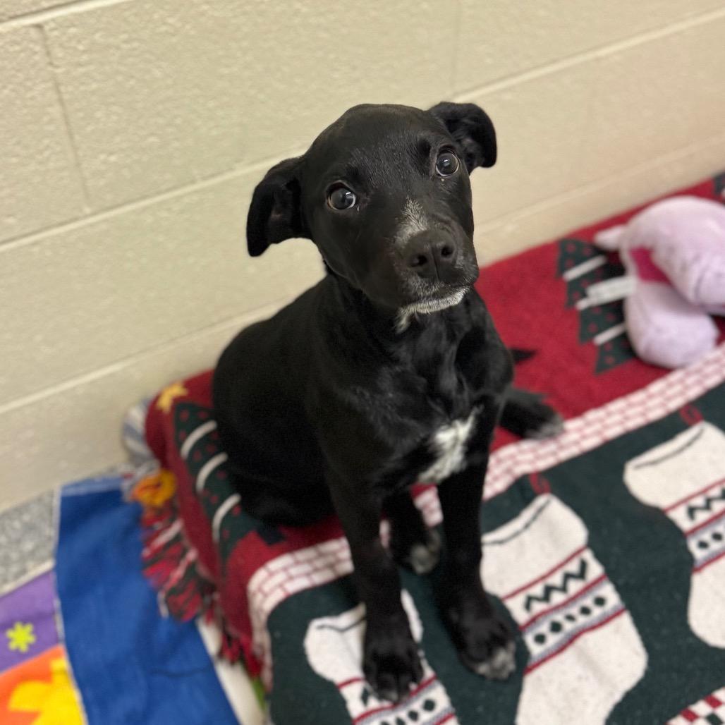 Enlarge Chickpea, a Adoptable Mixed Breed in Hendersonville, NC image 3/3