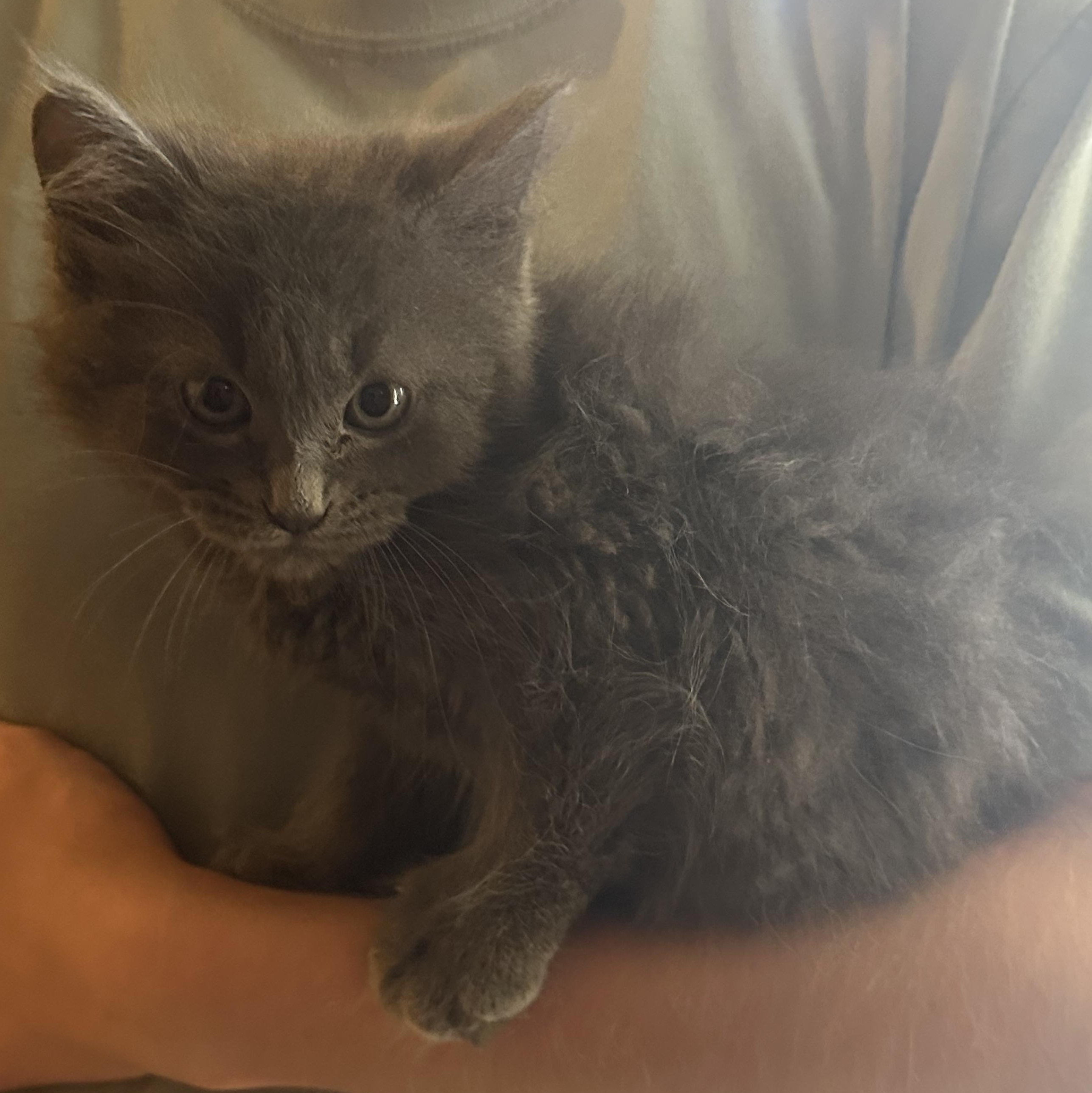 Roland, Young Male Domestic Medium Hair