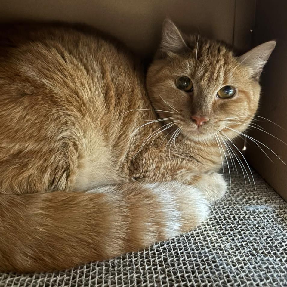 Enlarge Kumquat, a Adoptable Domestic Short Hair in Hamburg, NY image 1/1