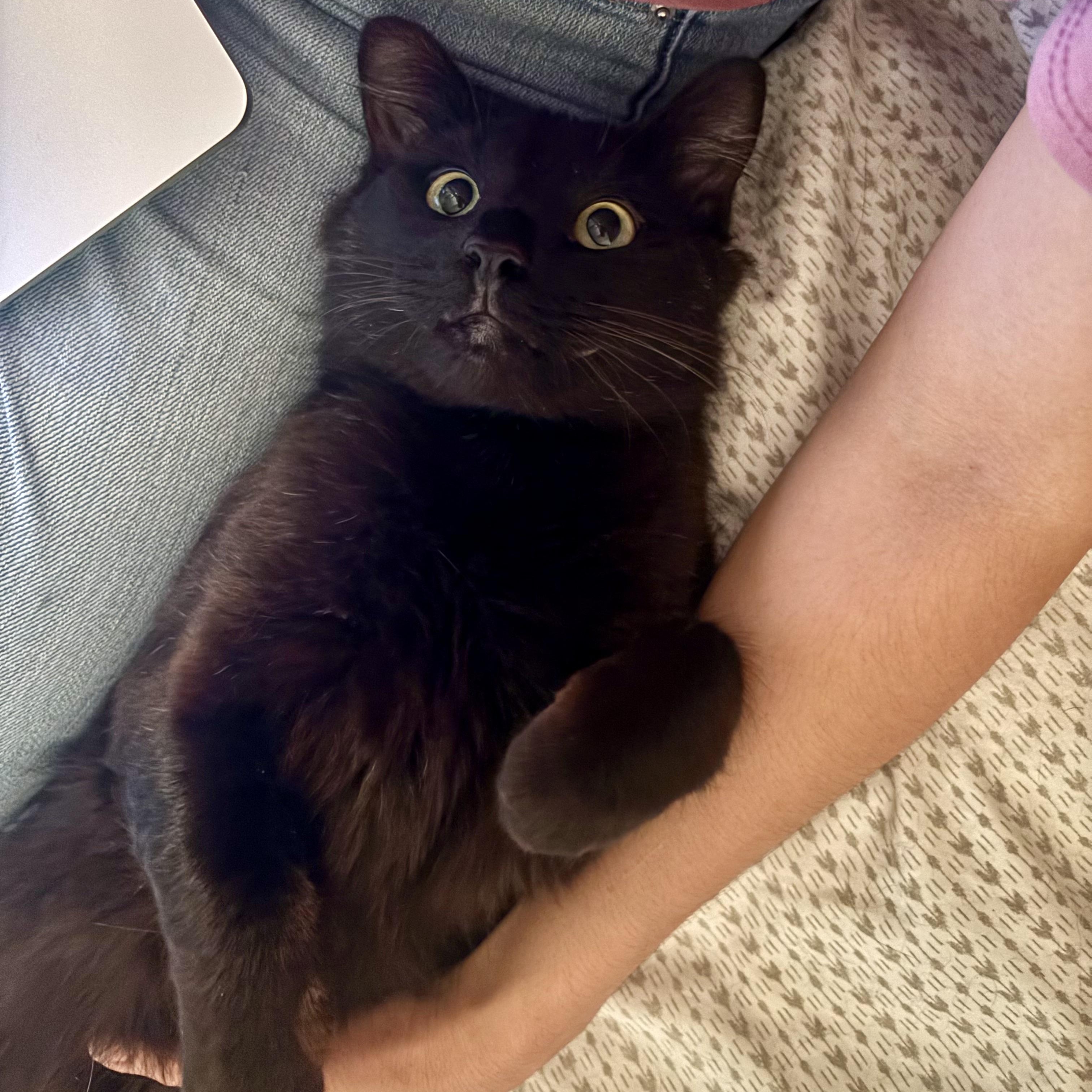 Johnny, Adopted, Adult Male Domestic Long Hair.