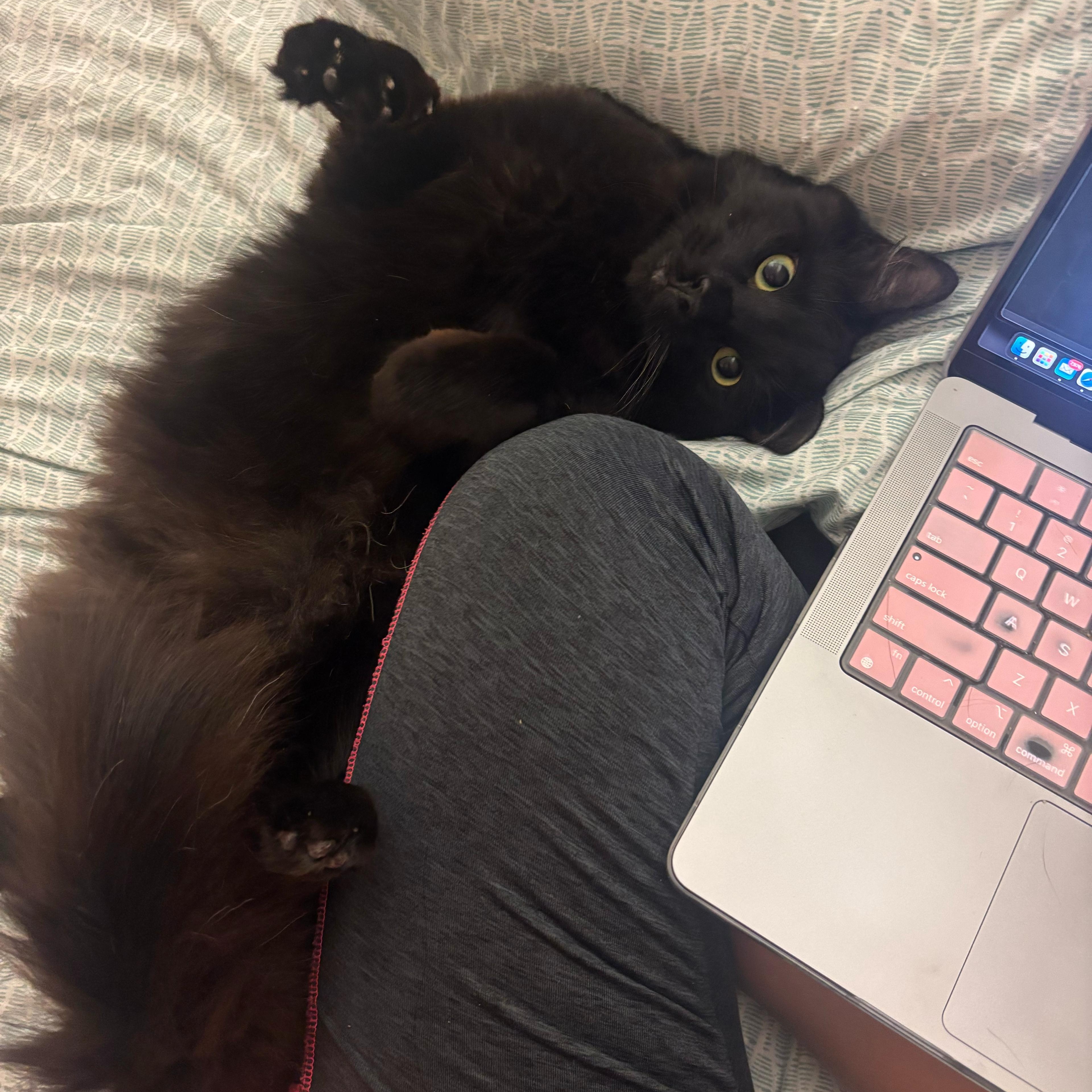 Johnny, a Adopted Domestic Long Hair in Union City, CA image 2/2