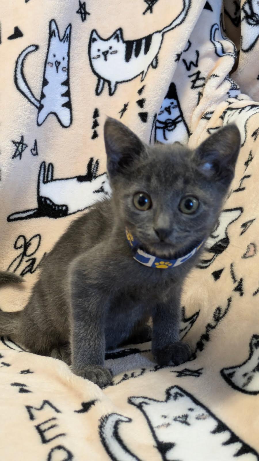 Percy, adopted, Kitten Male Domestic Short Hair & Asian Cat.