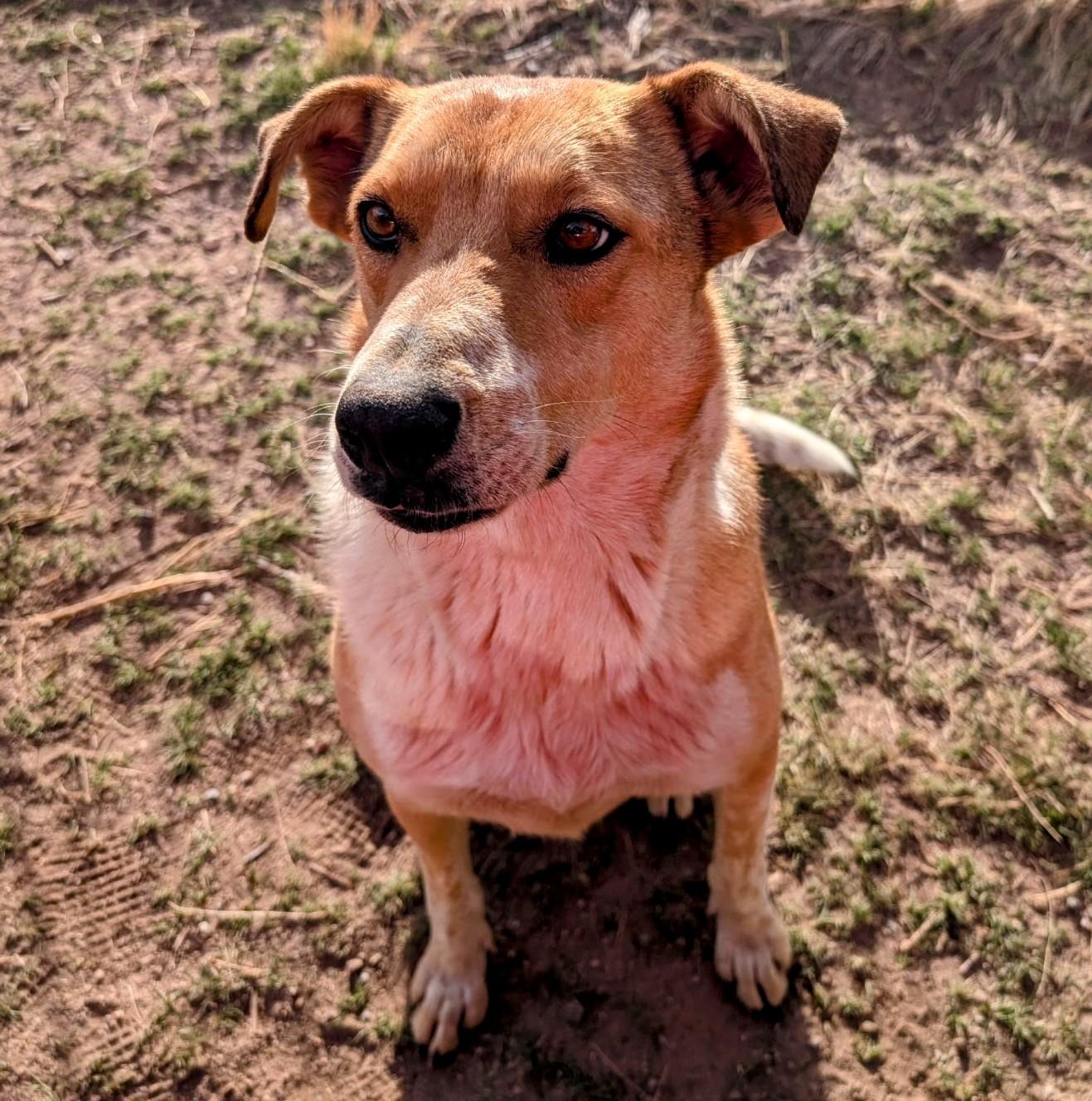 Enlarge AIDEN, a Adoptable mixed breed in Pena Blanca, NM image 1/5
