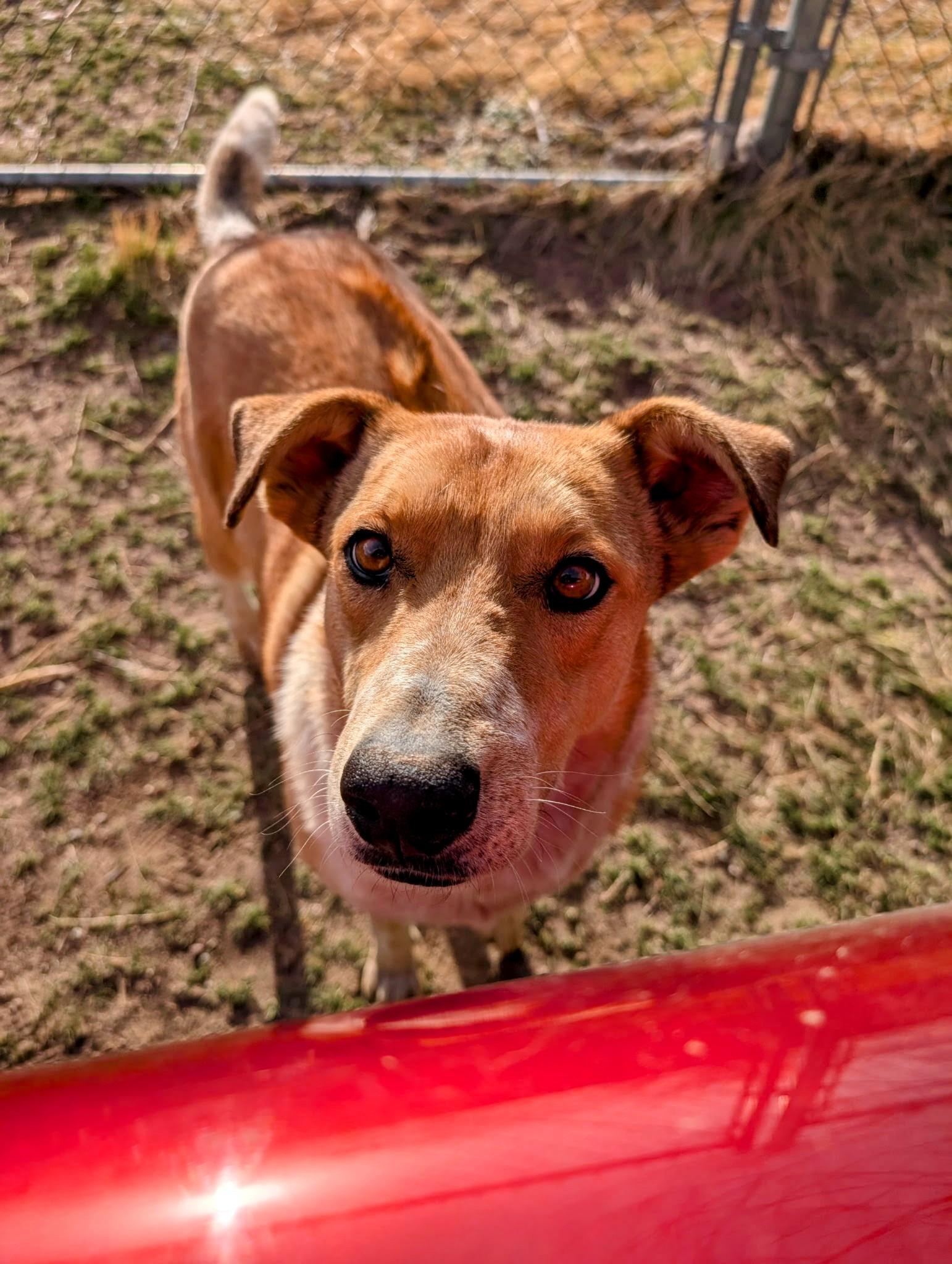Enlarge AIDEN, a Adoptable mixed breed in Pena Blanca, NM image 2/5
