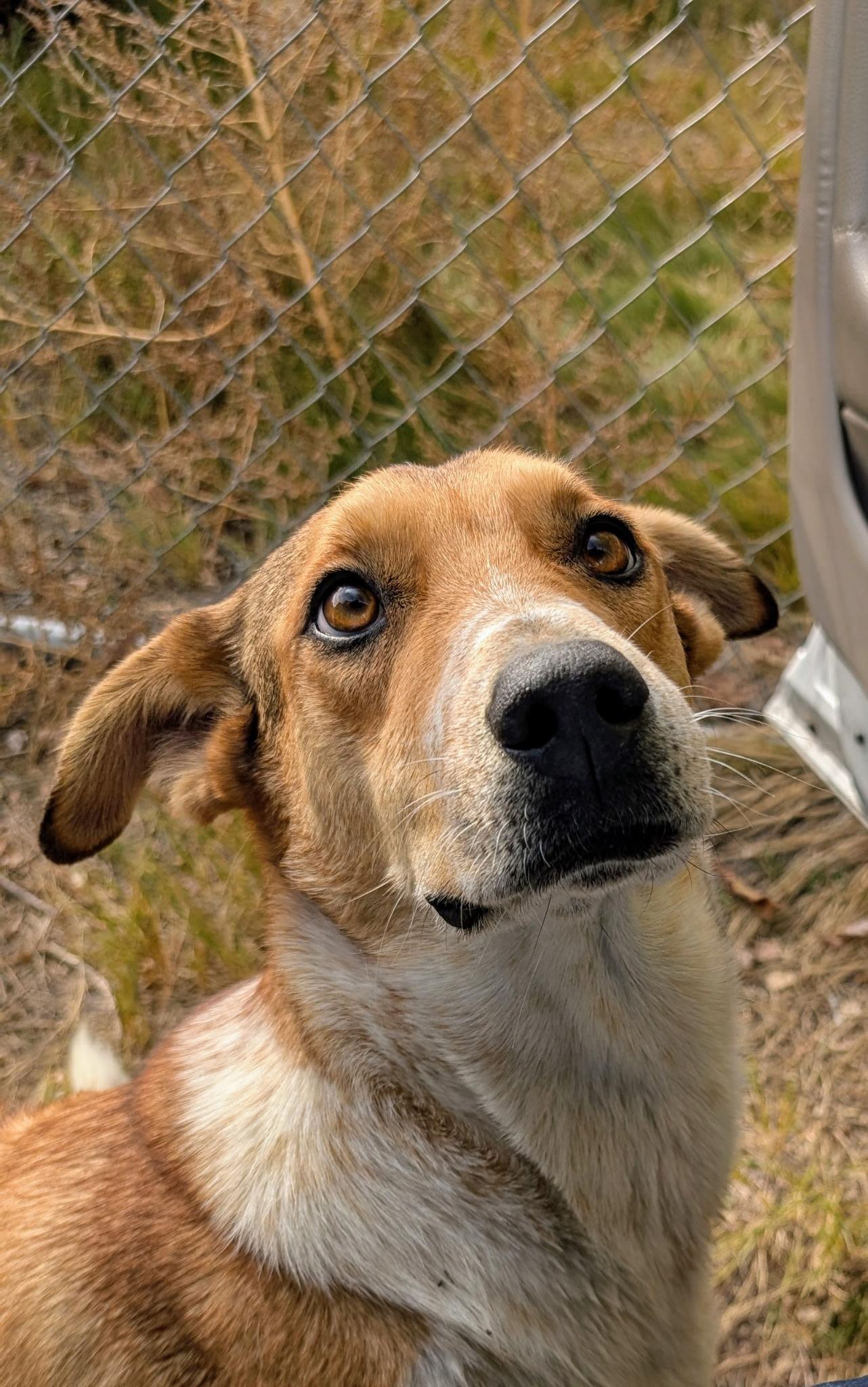 Enlarge AIDEN, a Adoptable mixed breed in Pena Blanca, NM image 4/5