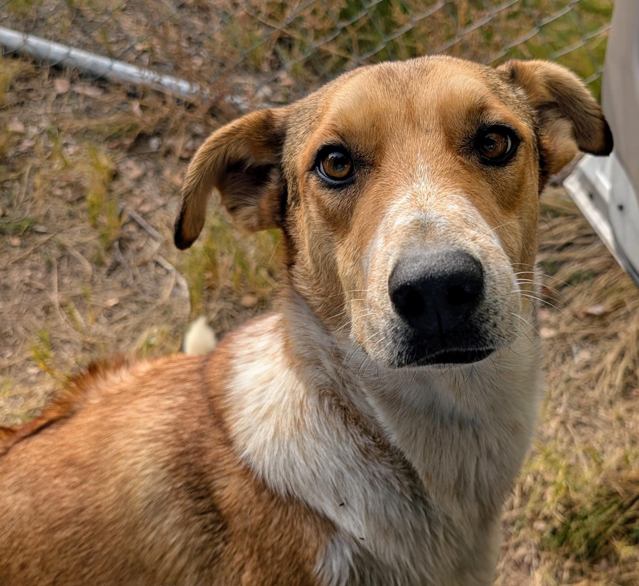 Enlarge AIDEN, a Adoptable mixed breed in Pena Blanca, NM image 5/5