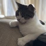 Enlarge Kia - bonded with Simba, an adopted mixed breed in Scarborough, ON image 6/6