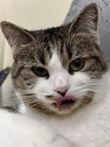 Enlarge Kia - bonded with Simba, an adopted mixed breed in Scarborough, ON image 5/6