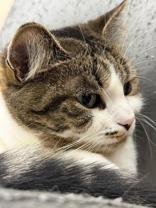 Enlarge Kia - bonded with Simba, an adopted mixed breed in Scarborough, ON image 3/6