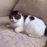 Enlarge Kia - bonded with Simba, an adopted mixed breed in Scarborough, ON image 4/6