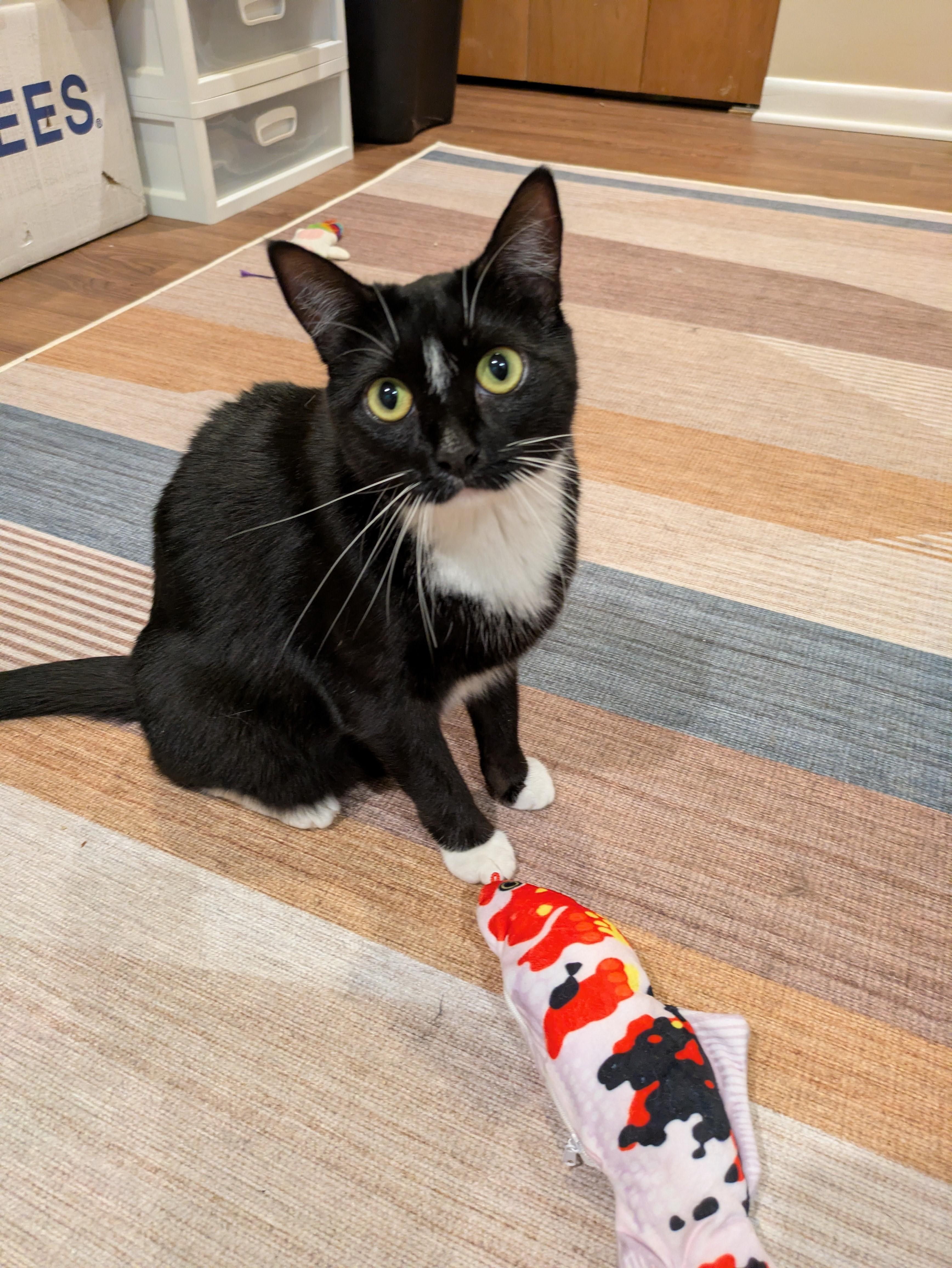 Boo & Mae-Twice the Love & Purrs, a Adoptable Tuxedo in Laurel, MD image 3/6