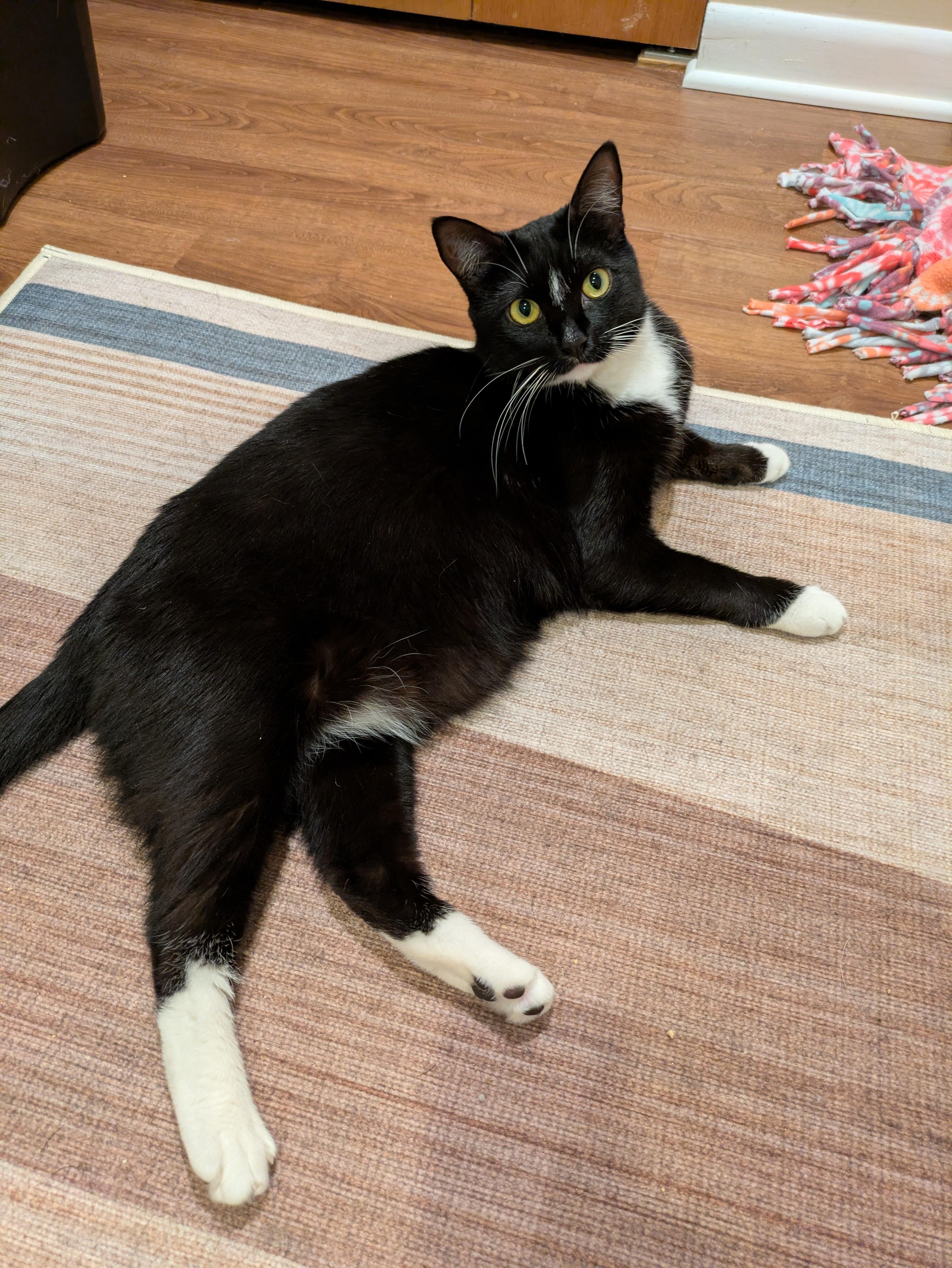Boo & Mae-Twice the Love & Purrs, a Adoptable Tuxedo in Laurel, MD image 5/6