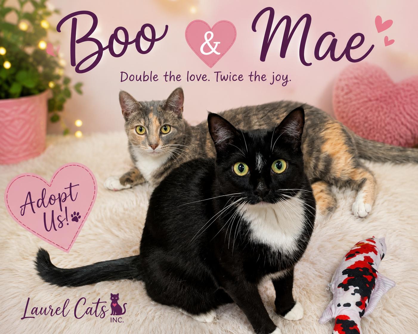 Boo & Mae-Twice the Love & Purrs, Adoptable, Young Female Tuxedo.