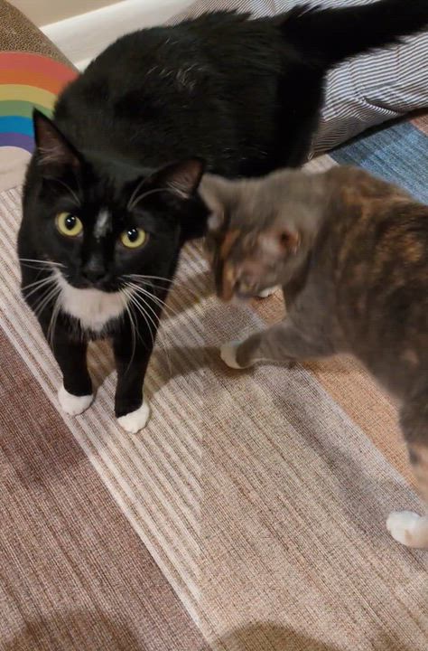 Enlarge Boo & Mae-Twice the Love & Purrs, a Adoptable Tuxedo in Laurel, MD video 6/6
