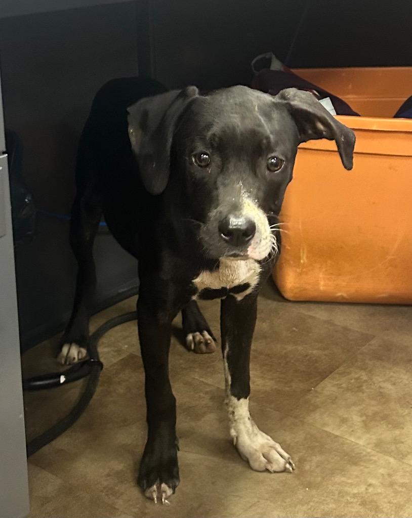 Enlarge Hip, a Adoptable American Staffordshire Terrier in Springfield, OH image 1/1