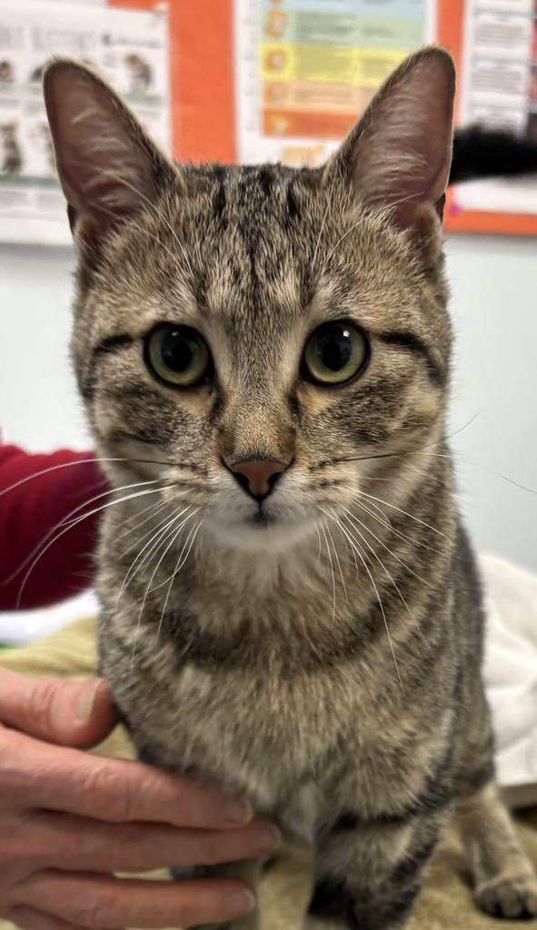 Little Miss, Adoptable, Young Female Domestic Short Hair.