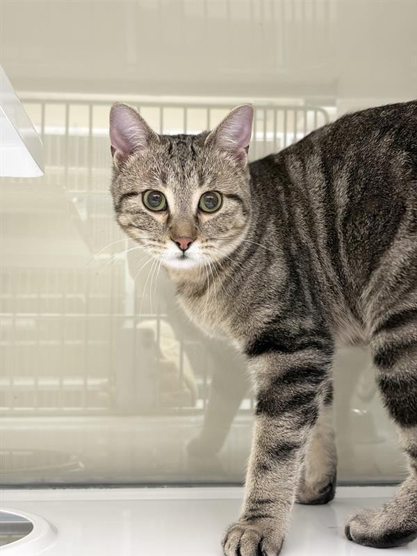 Enlarge Little Miss, a Adoptable mixed breed in Saint Paul, MN image 2/2