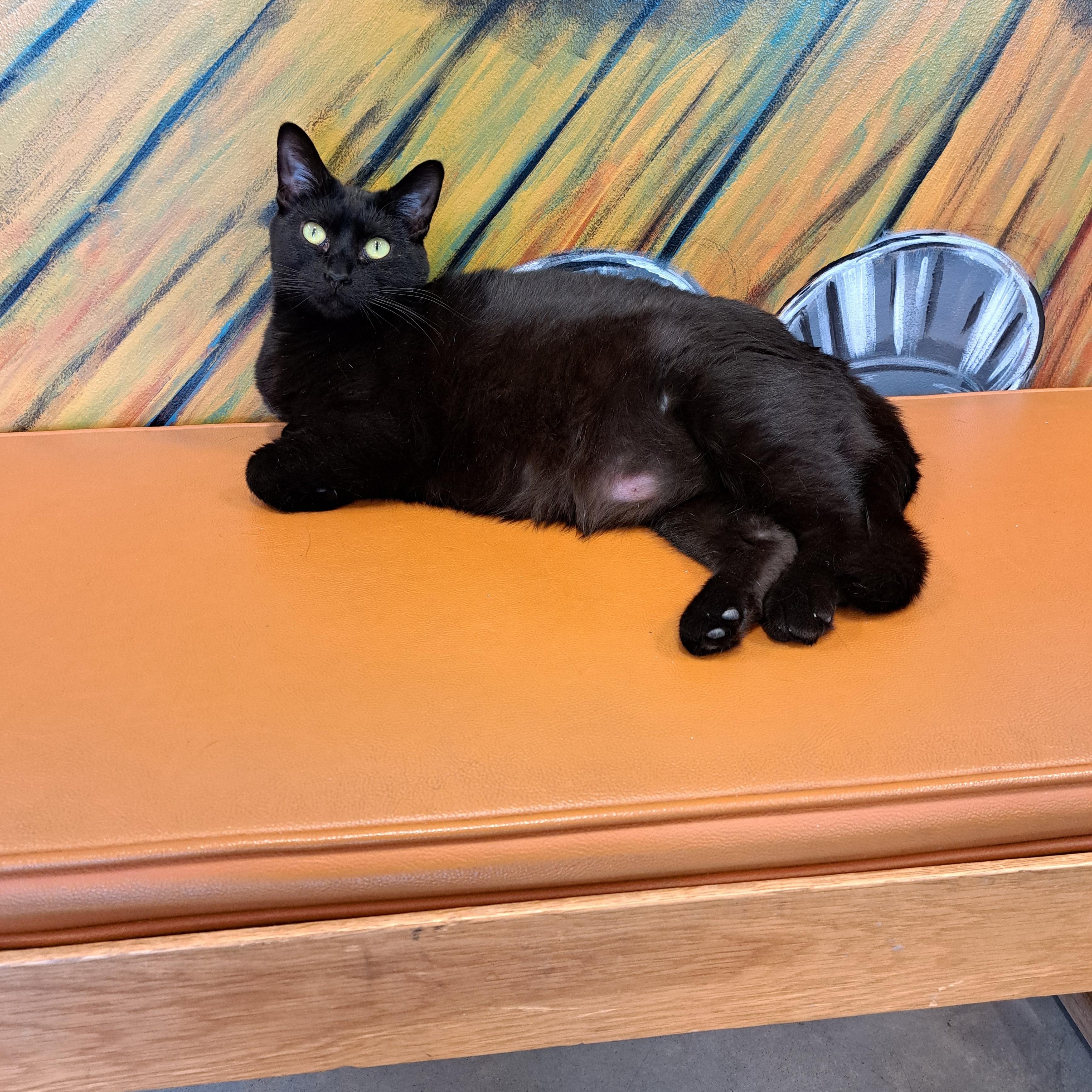 Enlarge Matilda, a ADOPTABLE Domestic Short Hair in Jefferson, IA image 2/2