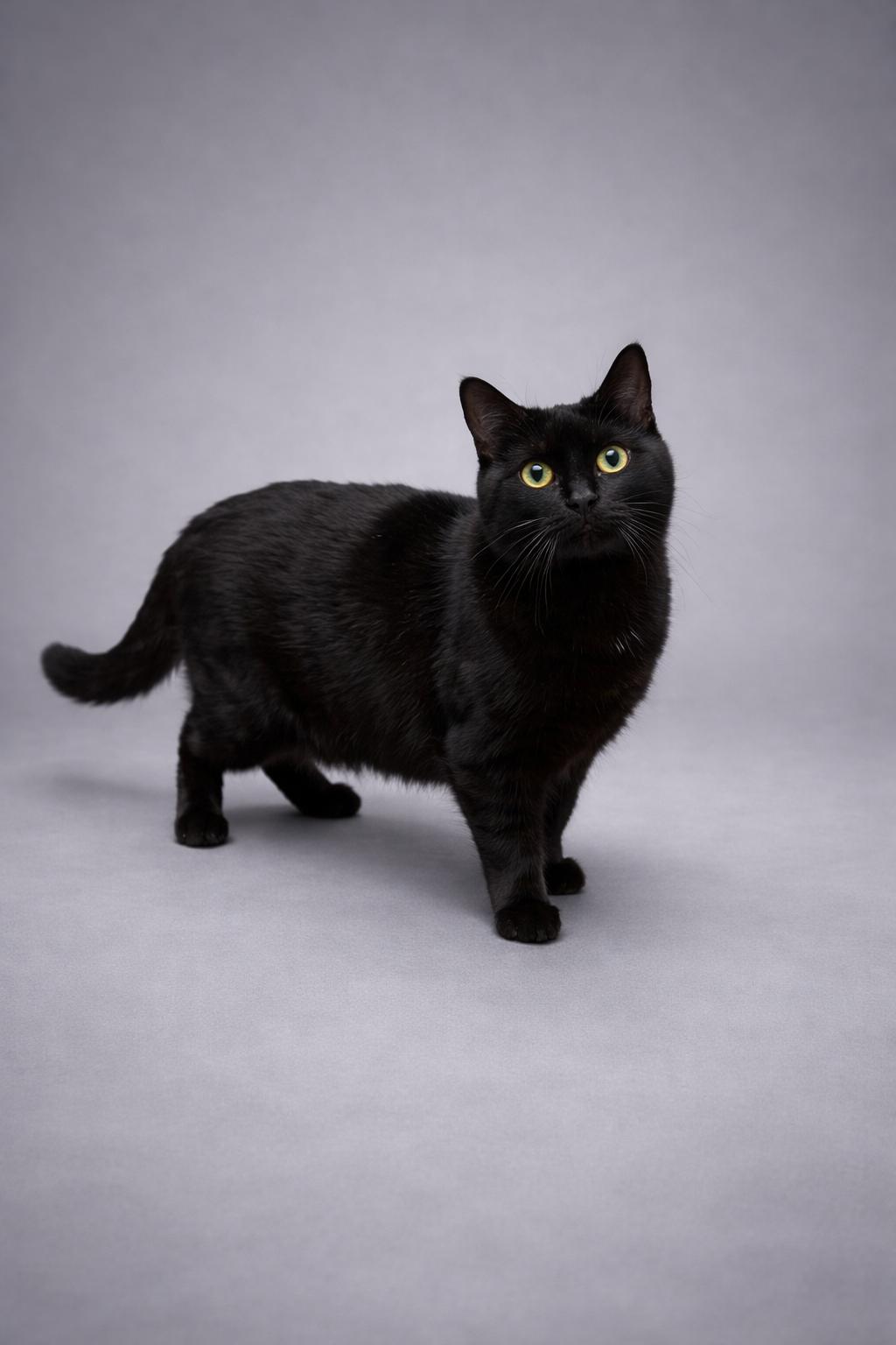 Matilda, ADOPTABLE, Young Female Domestic Short Hair.