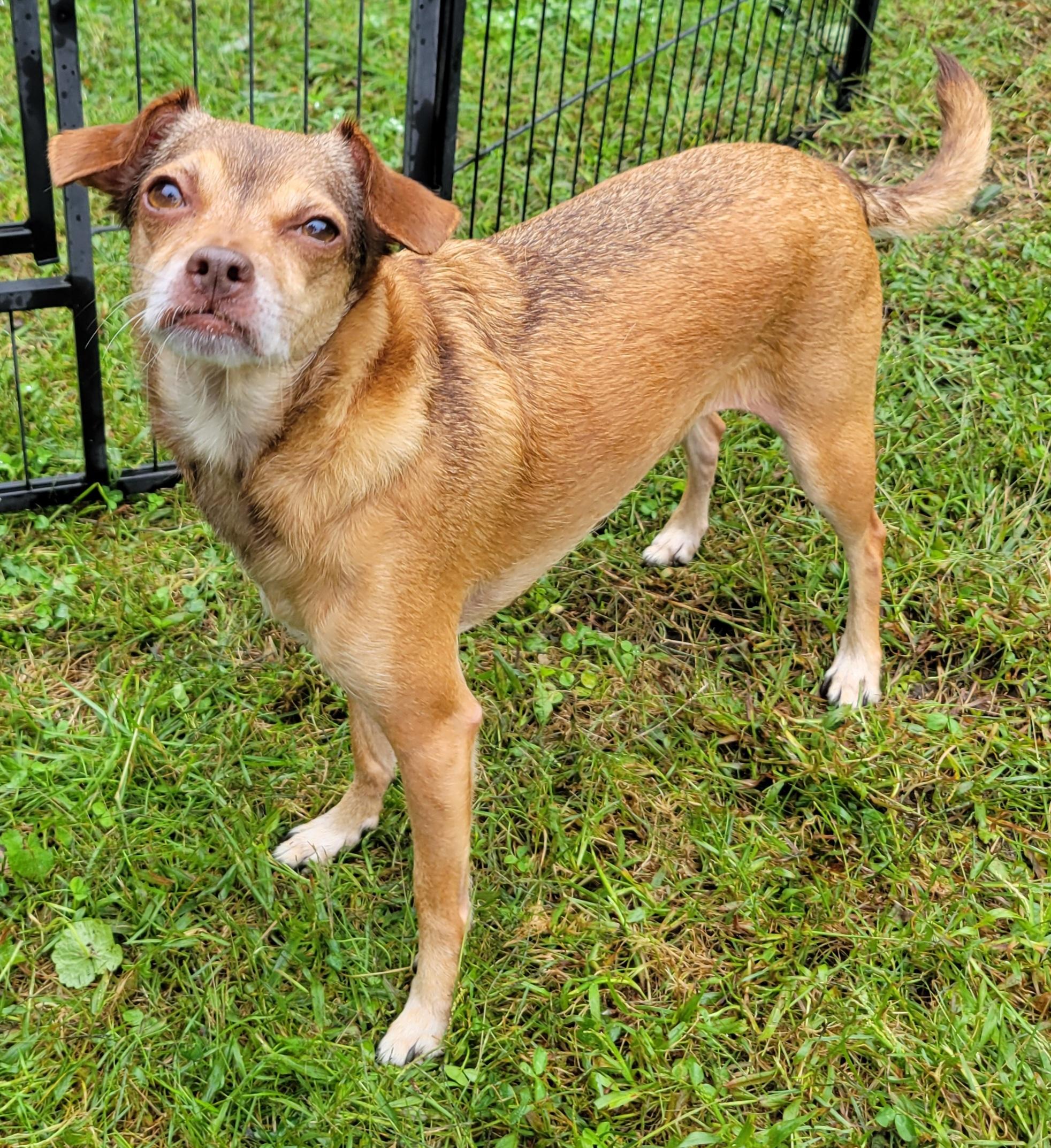 Enlarge Sammi, a Adoptable mixed breed in Elwood, NJ image 2/4