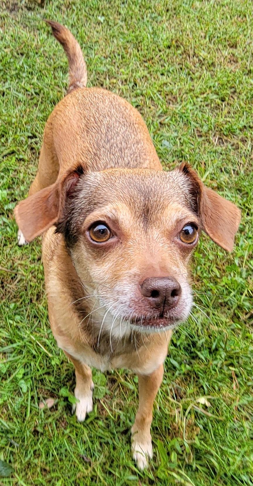 Enlarge Sammi, a Adoptable mixed breed in Elwood, NJ image 4/4