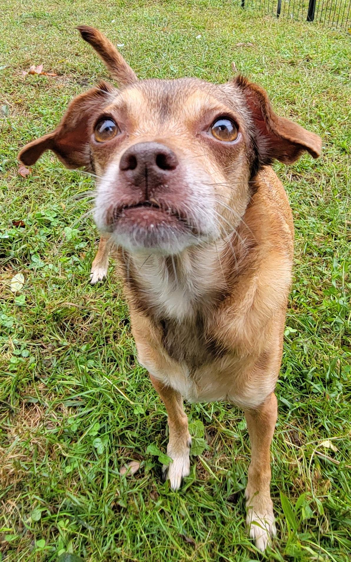 Sammi, Adoptable, Adult Female Chihuahua.