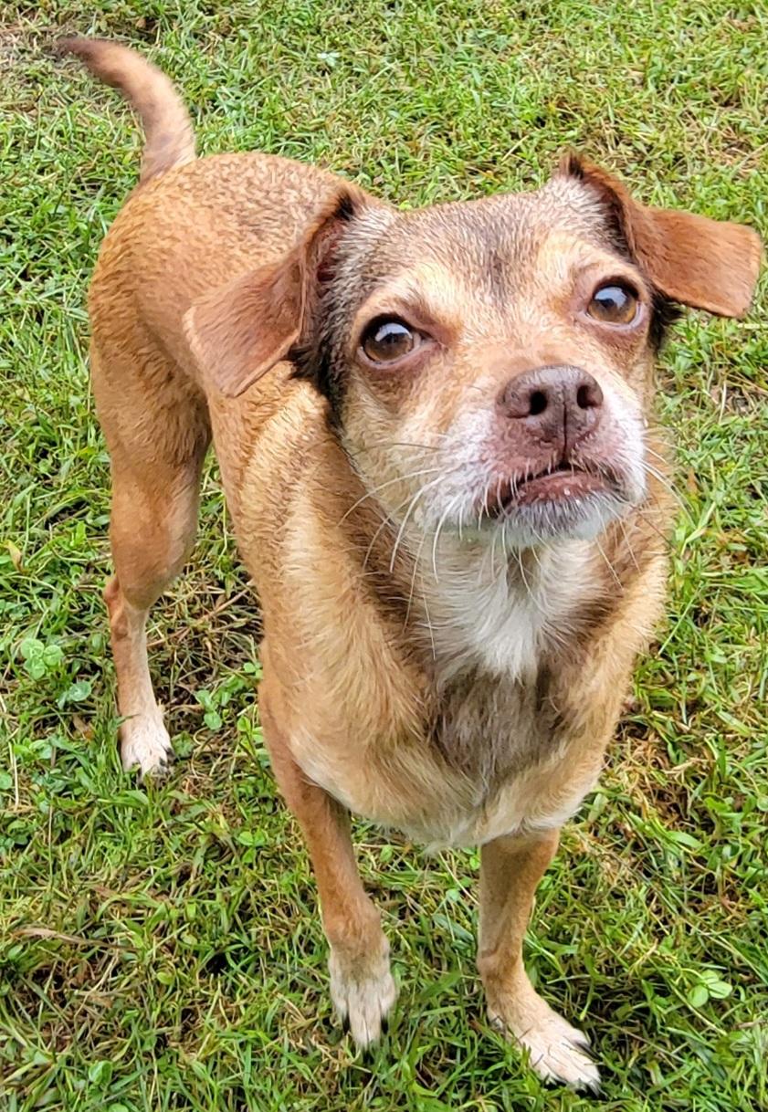 Enlarge Sammi, a Adoptable mixed breed in Elwood, NJ image 3/4
