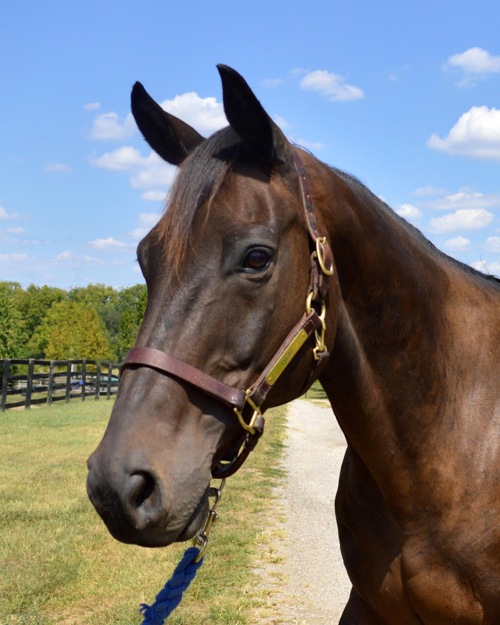 Gatsby, a Adoptable Thoroughbred in Nicholasville, KY image 4/6