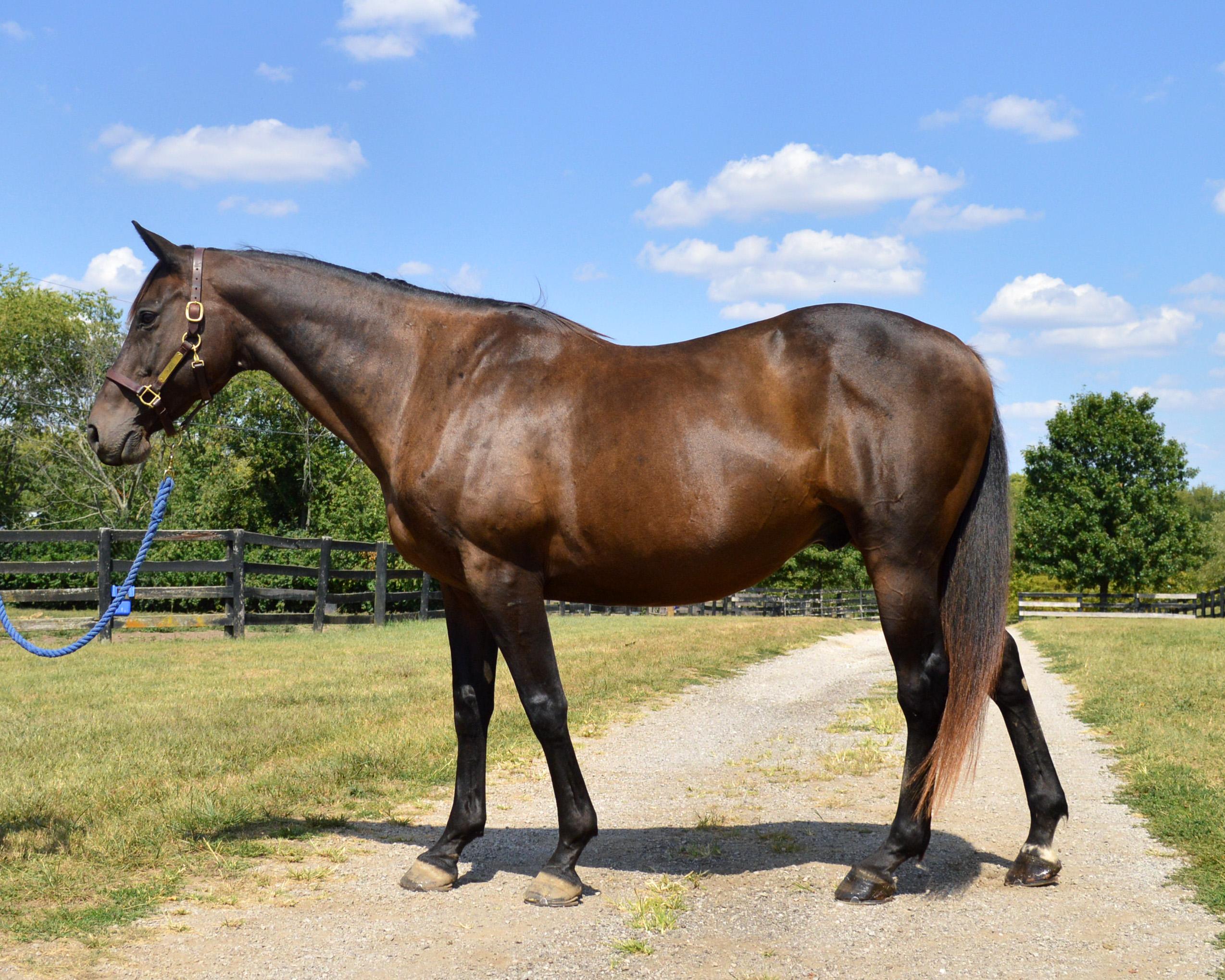 Gatsby, a Adoptable Thoroughbred in Nicholasville, KY image 2/6