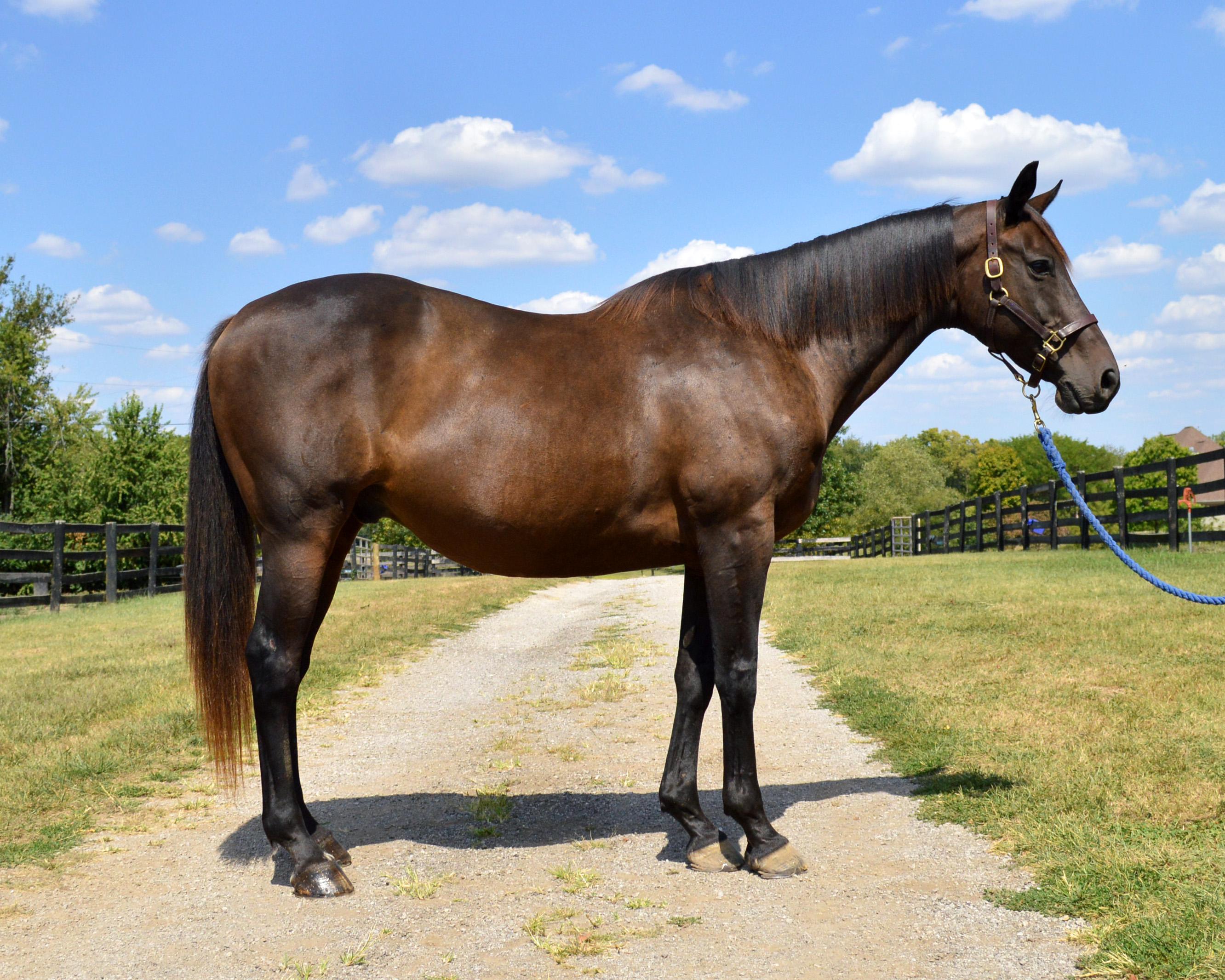 Gatsby, a Adoptable Thoroughbred in Nicholasville, KY image 6/6