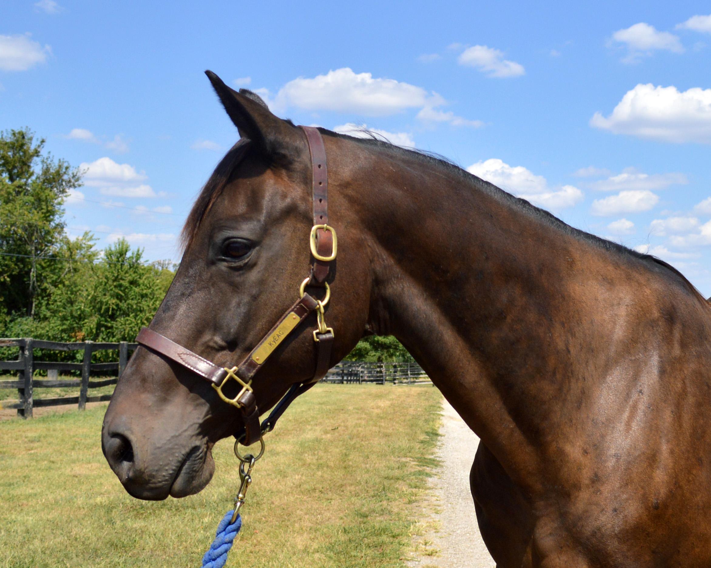 Gatsby, a Adoptable Thoroughbred in Nicholasville, KY image 3/6