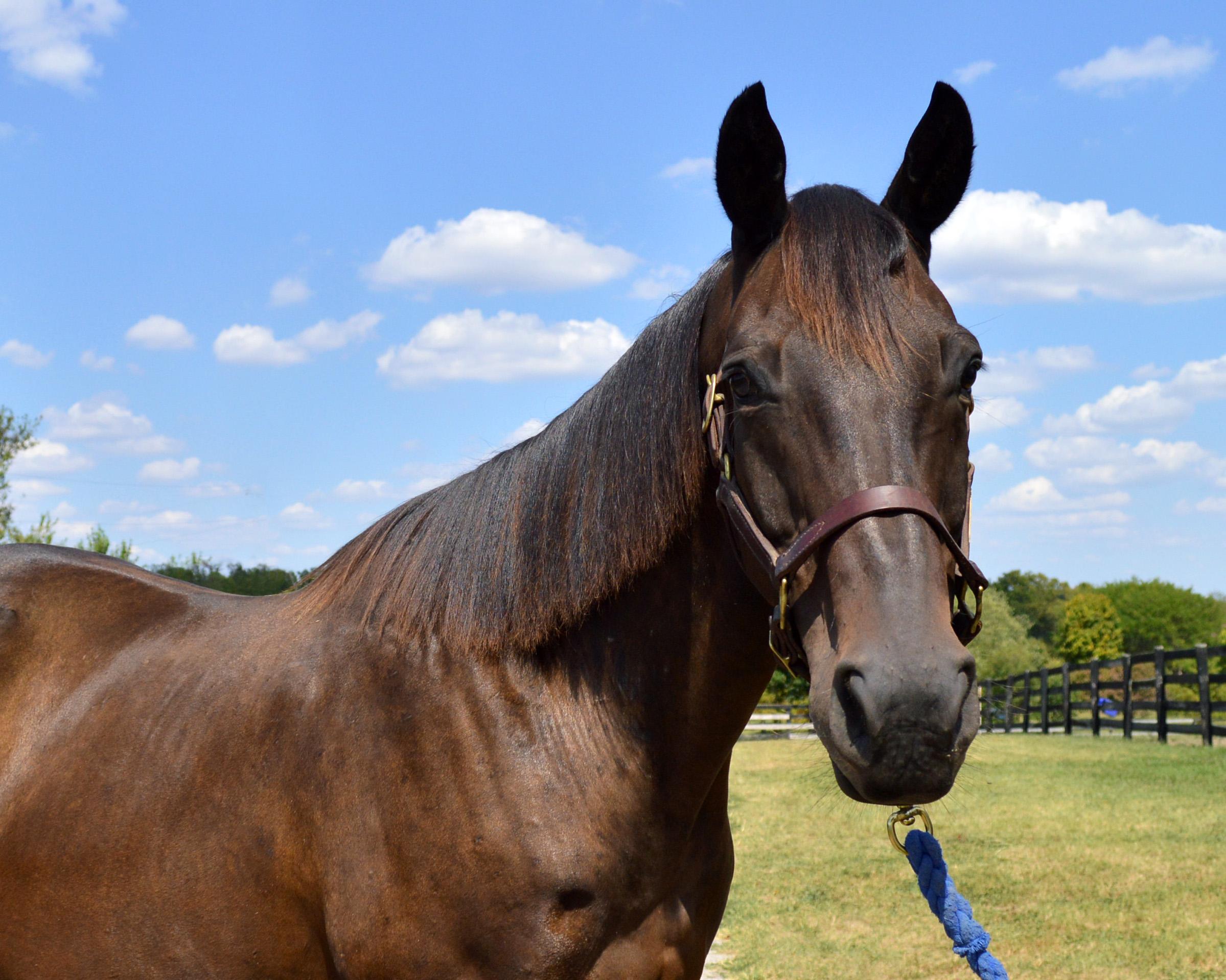 Gatsby, a Adoptable Thoroughbred in Nicholasville, KY image 1/6