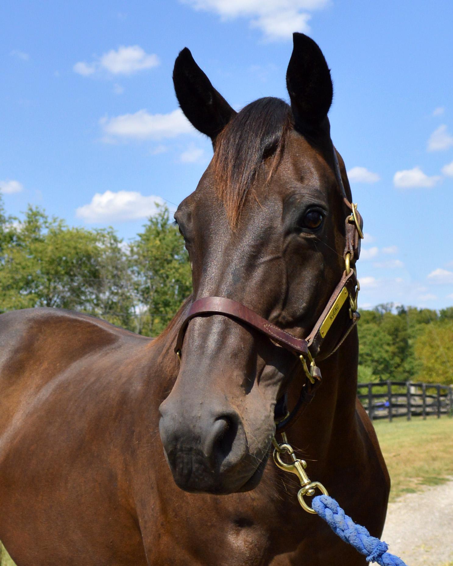 Gatsby, a Adoptable Thoroughbred in Nicholasville, KY image 5/6