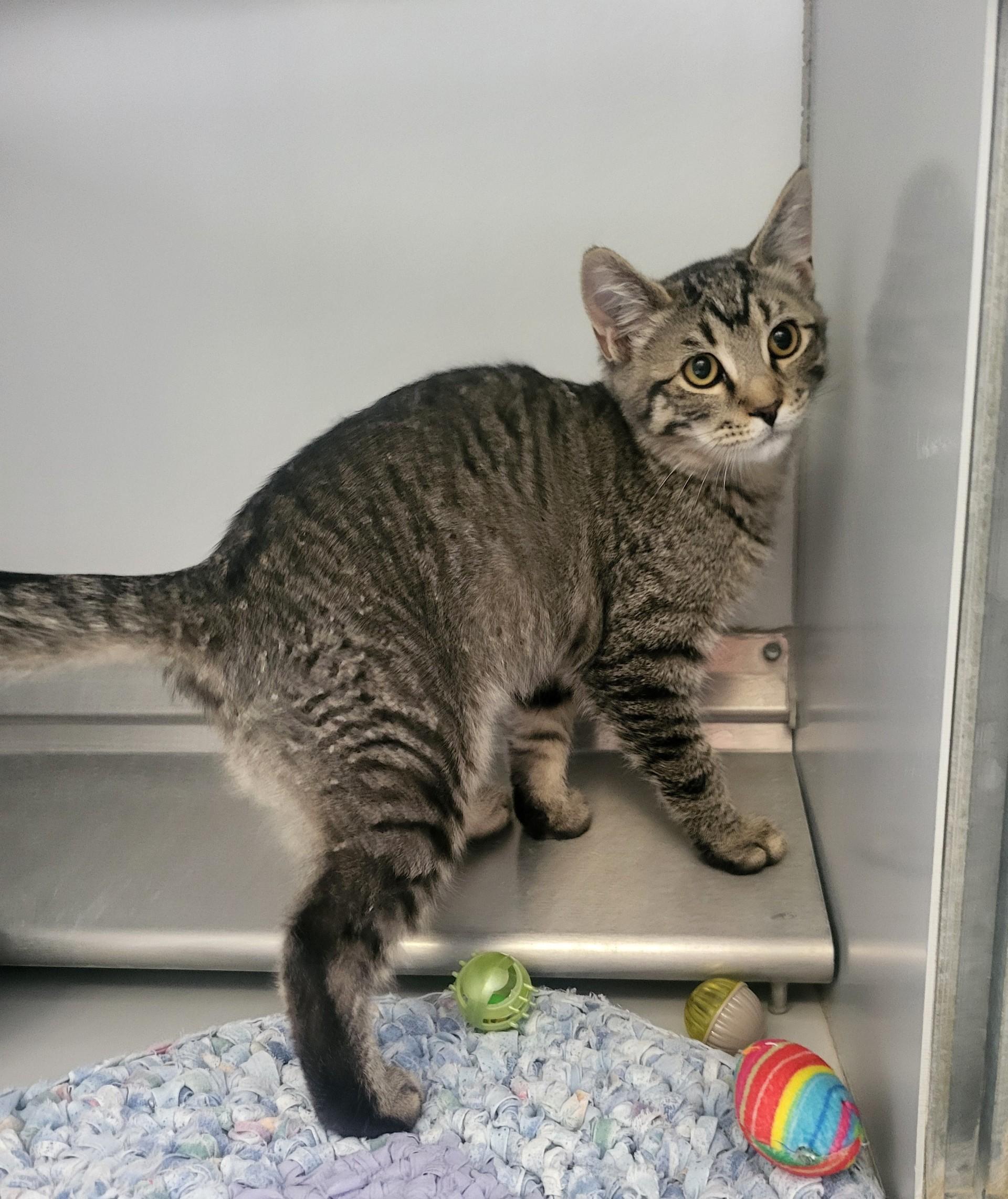 Cat for adoption - 59104515, a Domestic Short Hair in Elko, NV | Petfinder