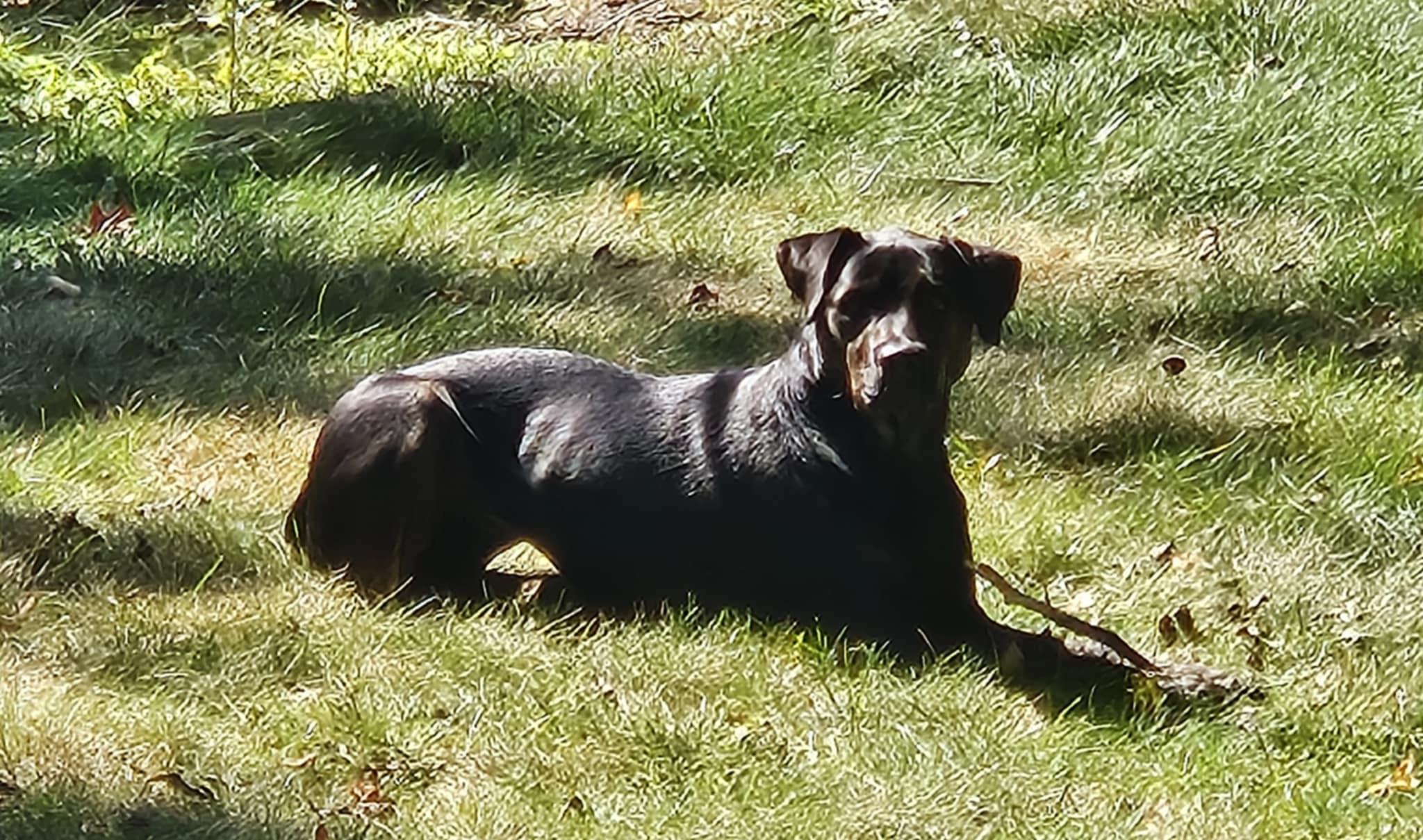 Enlarge Sela, a ADOPTABLE Chocolate Labrador Retriever in Acushnet, MA image 1/1